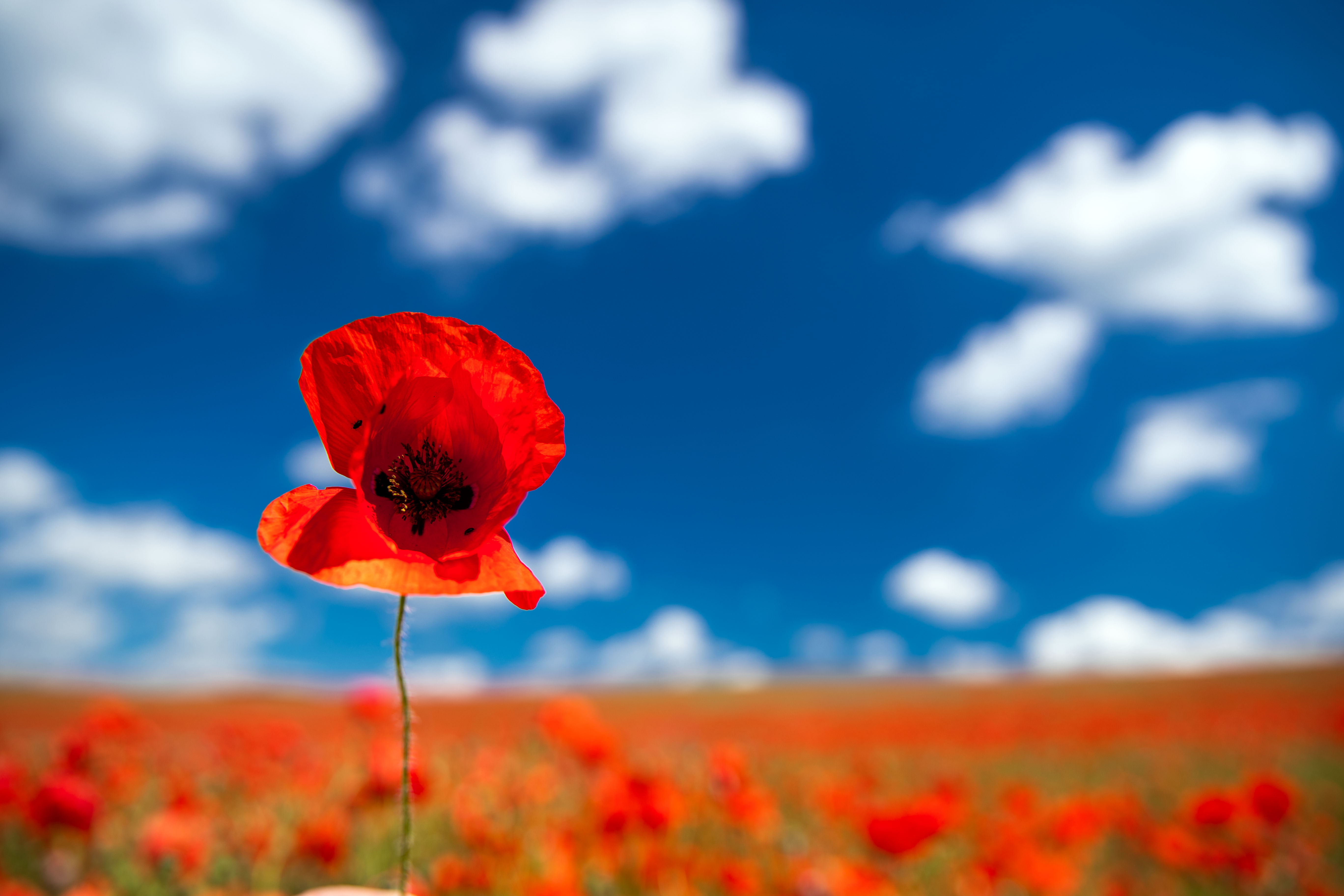 Poppy