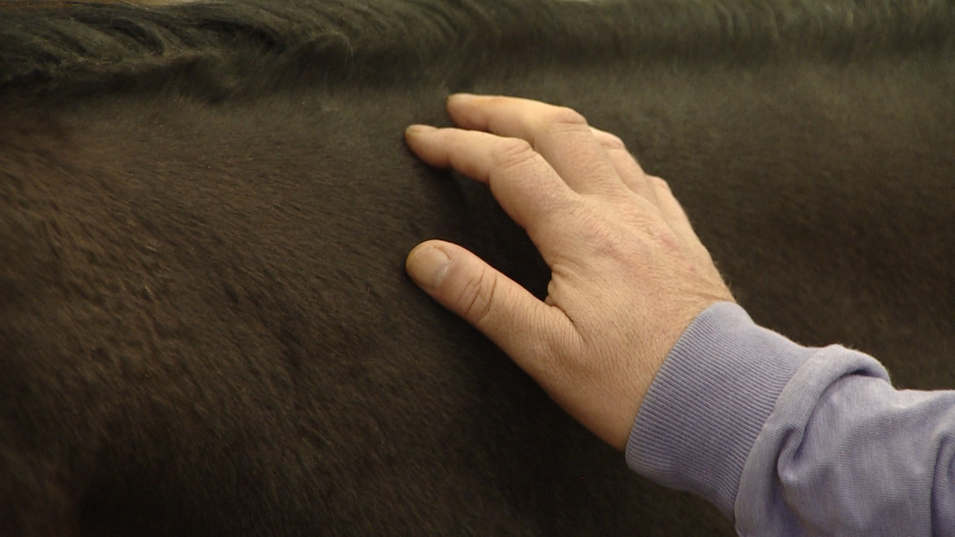 Fingers on horse 250319 CREDIT BFBS.jpg 