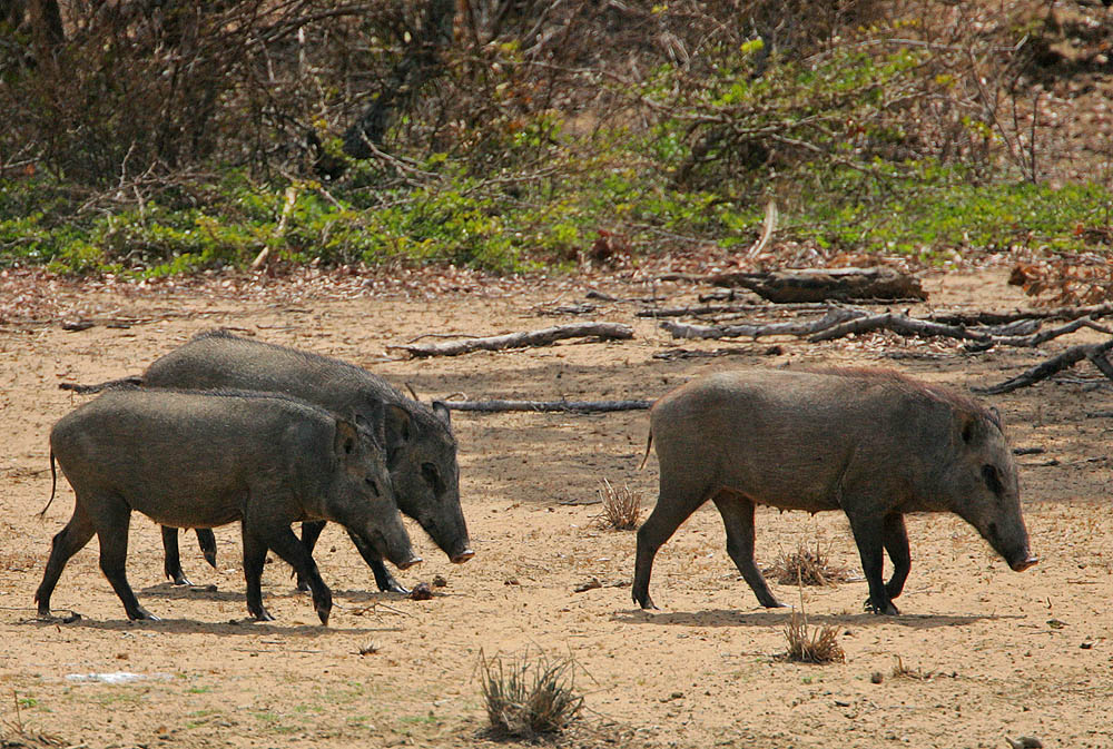 Wild Boar