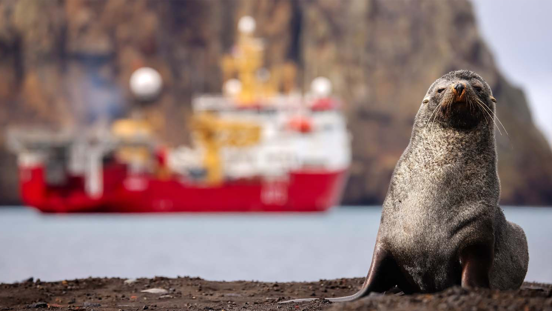 Fur seal with HMS Protector in the background CREDIT ROYAL NAVY