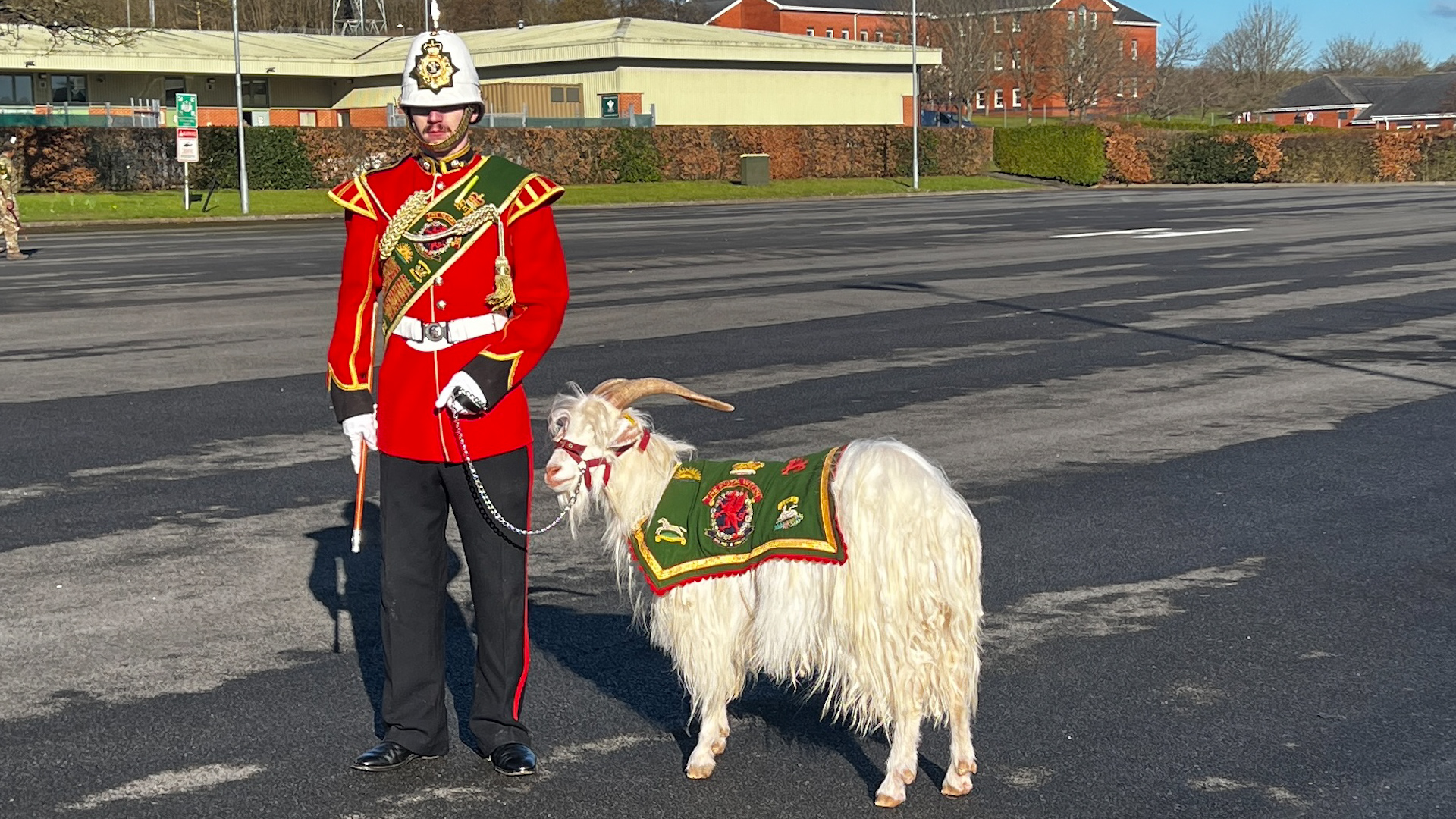 Fusilier Llewelyn II, the Regimental Goat for The Royal Welsh, at a cermony to mark St David's Day 270225 CREDIT BFBS