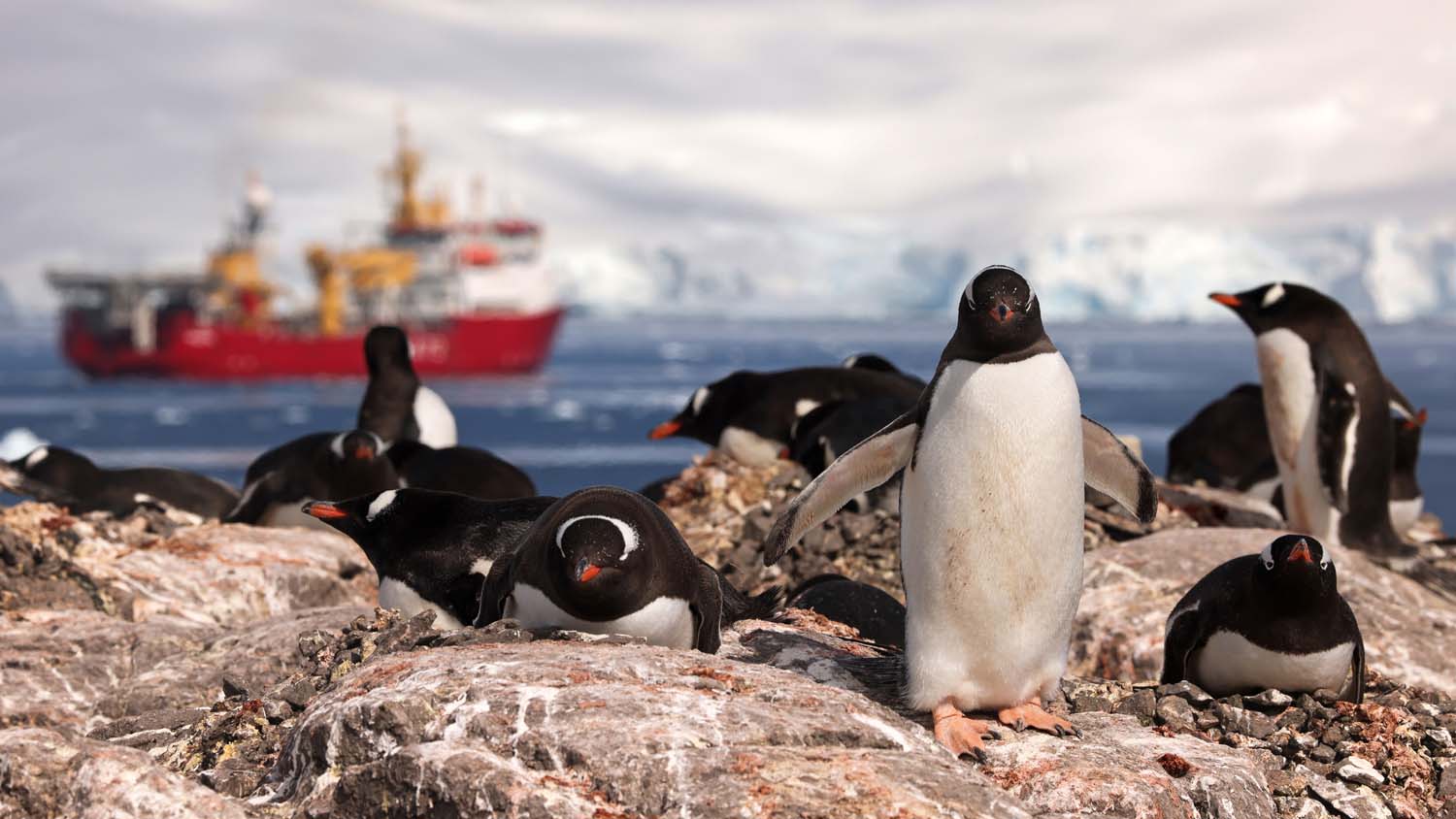 Gentoo Penguin and HMS Protector CREDIT ROYAL NAVY
