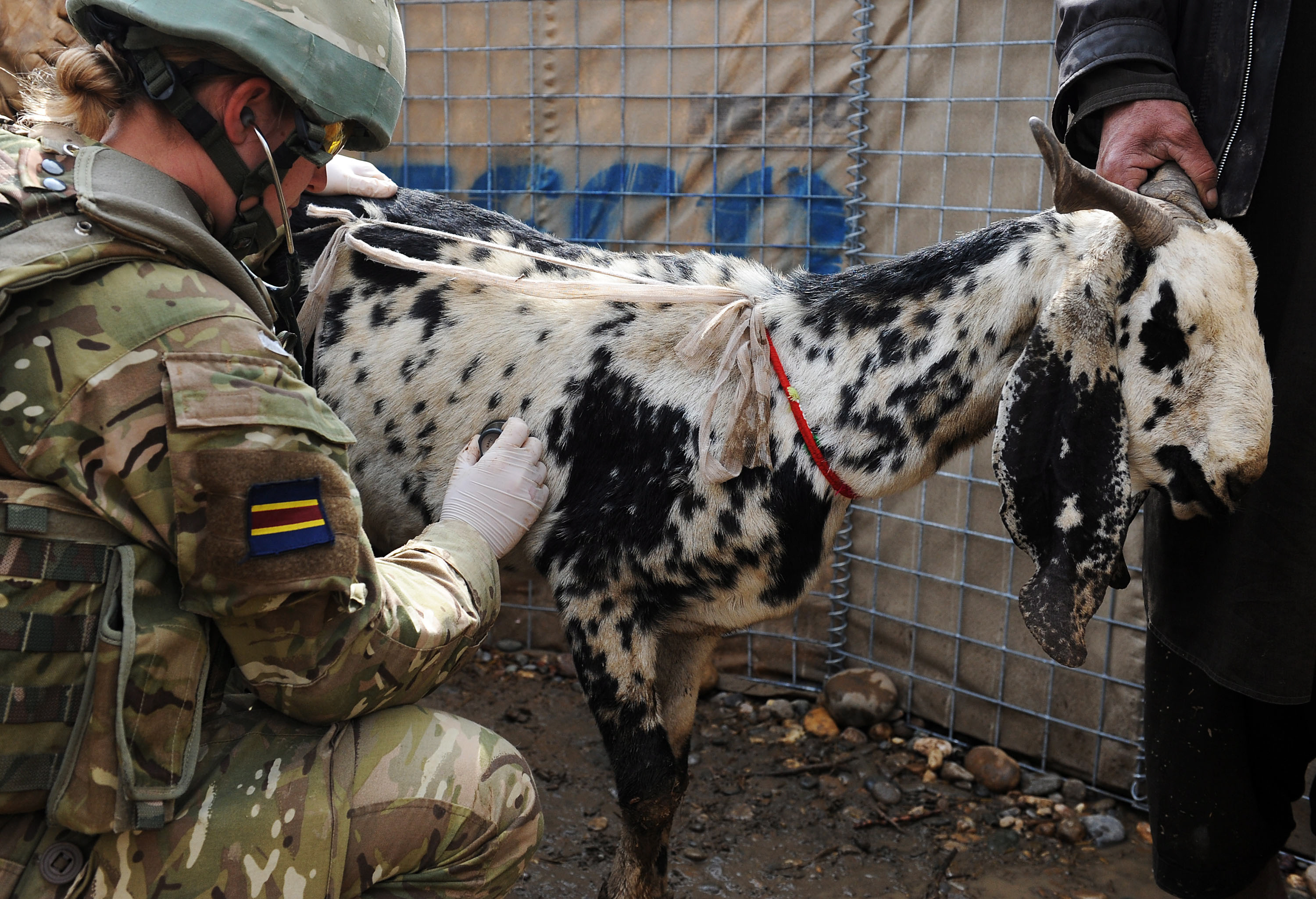Royal Army Veterinary Corps officer goat free veterinary clinic Helmand Afghanistan Defence Imagery Credit MOD