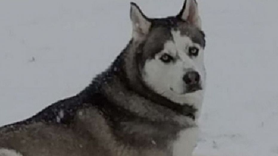 Gunner dog