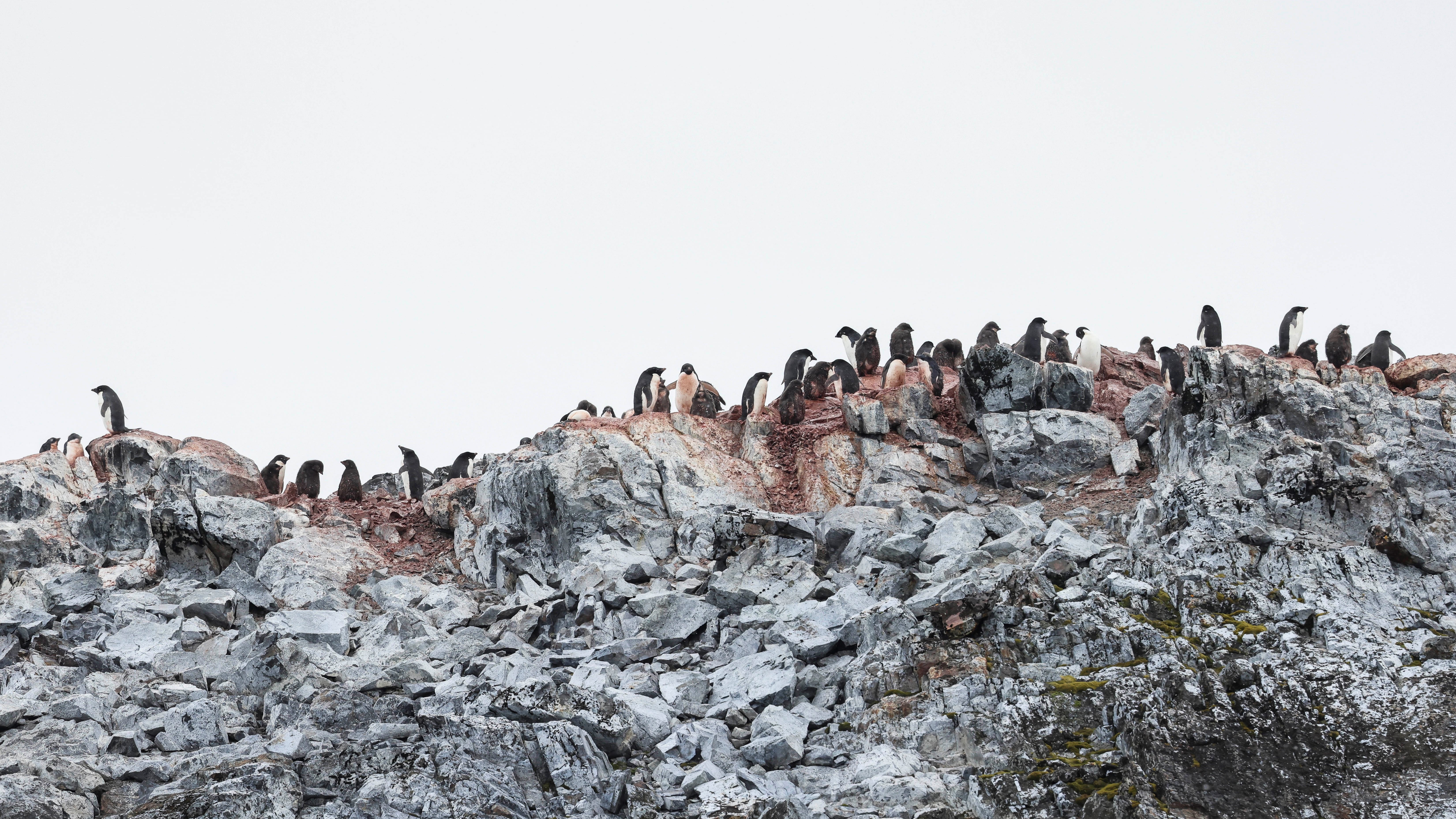  The Pitt Islands are uninhabited – except for the region's wildlife (Picture: Royal Navy).