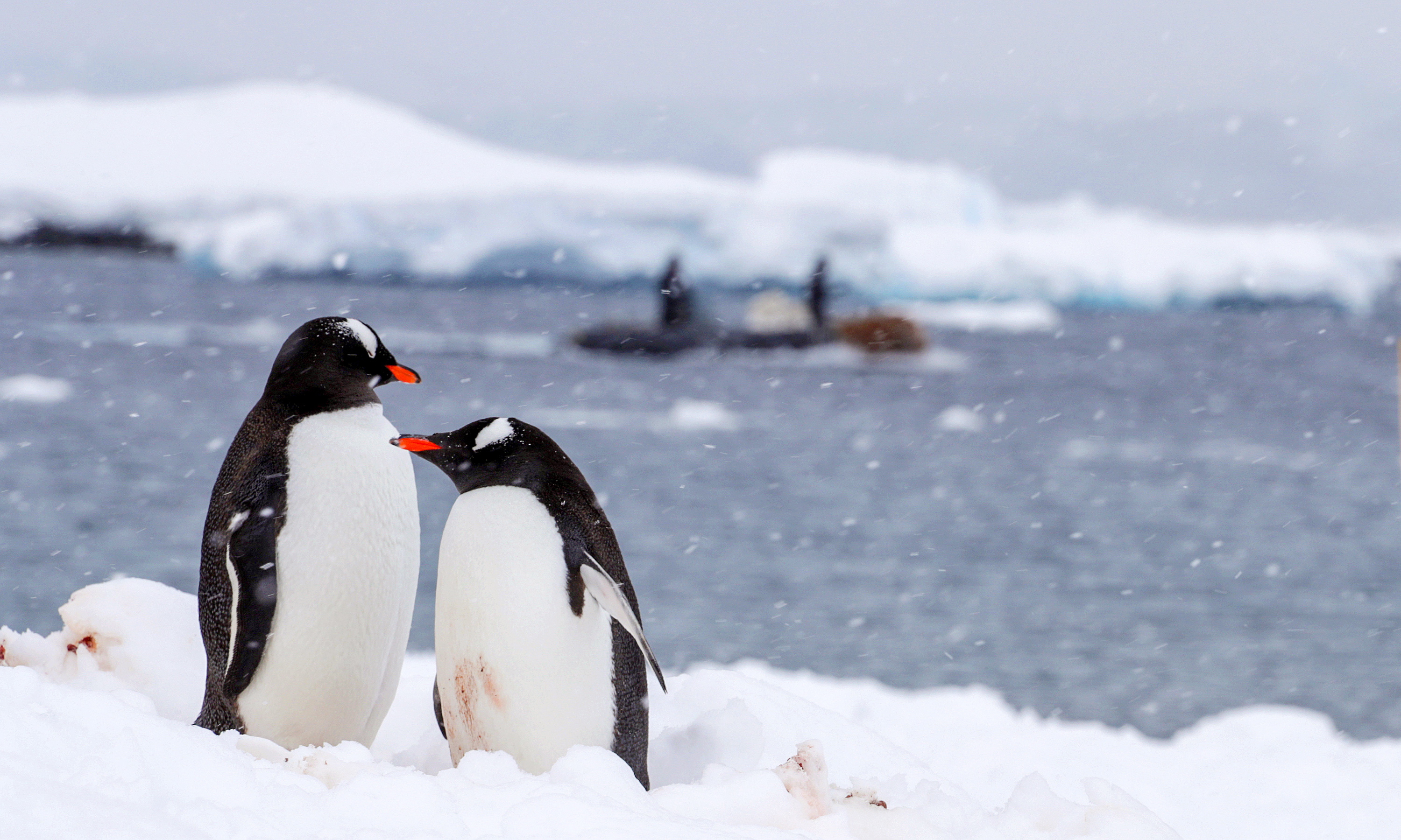 HMS Protector passes pengins in Antarctic 311018 CREDIT MOD