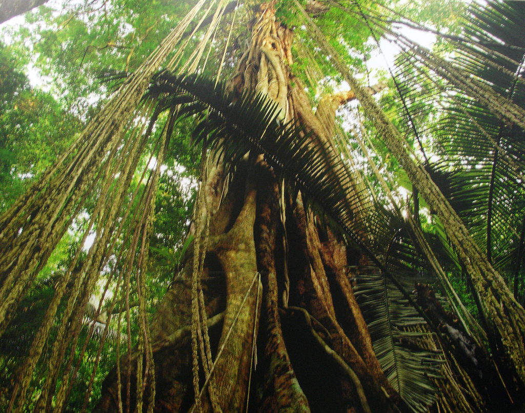 jungle
