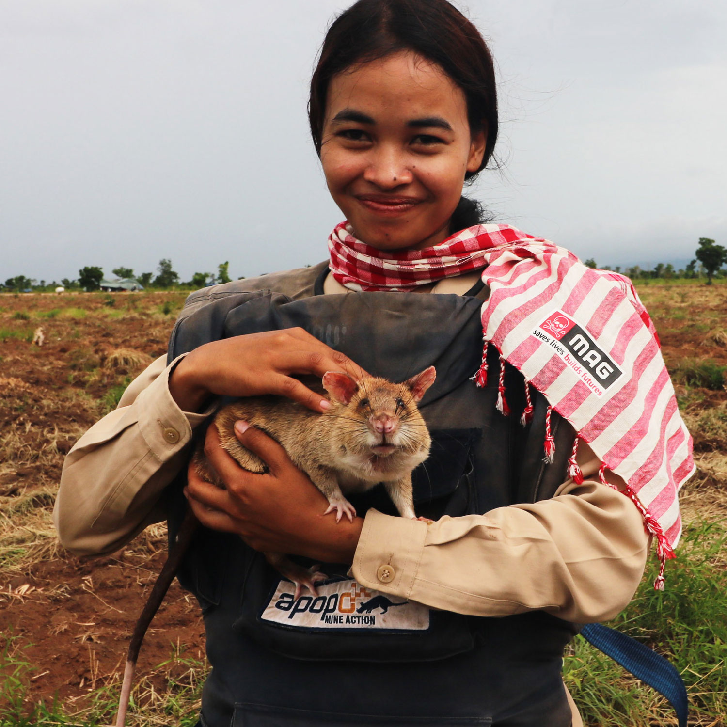 HeroRAT Howes African giant pouched rat And Handler Credit MAG (Mines Advisory Group)