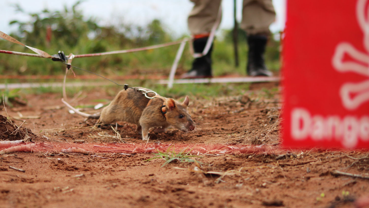 HeroRAT Howes African giant pouched rat in harness and lead while searching for landmines Credit MAG (Mines Advisory Group)