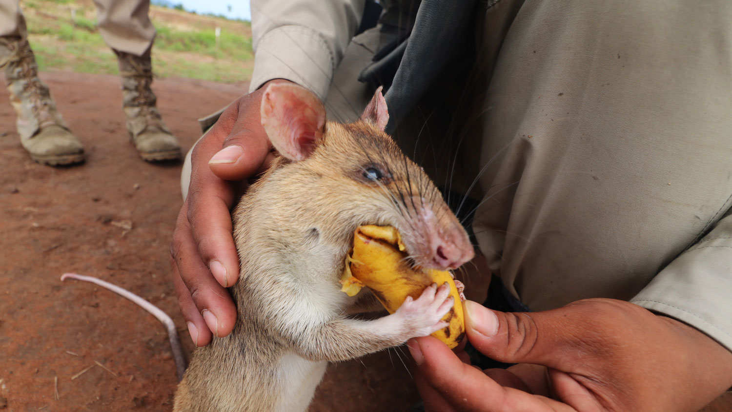 HeroRAT Howes African giant pouched rat eats a banana as a treat for good behaviour Credit MAG (Mines Advisory Group)