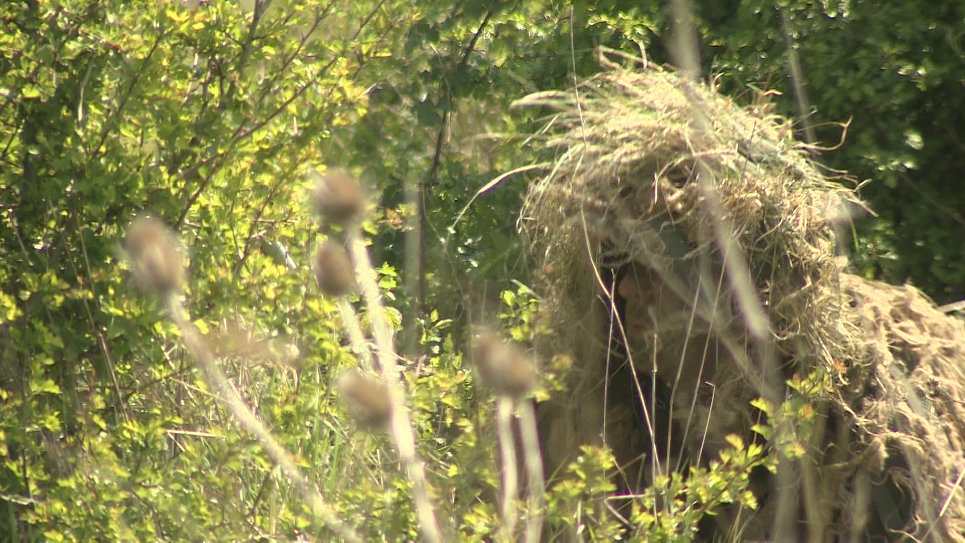 Hiding in the foliage.