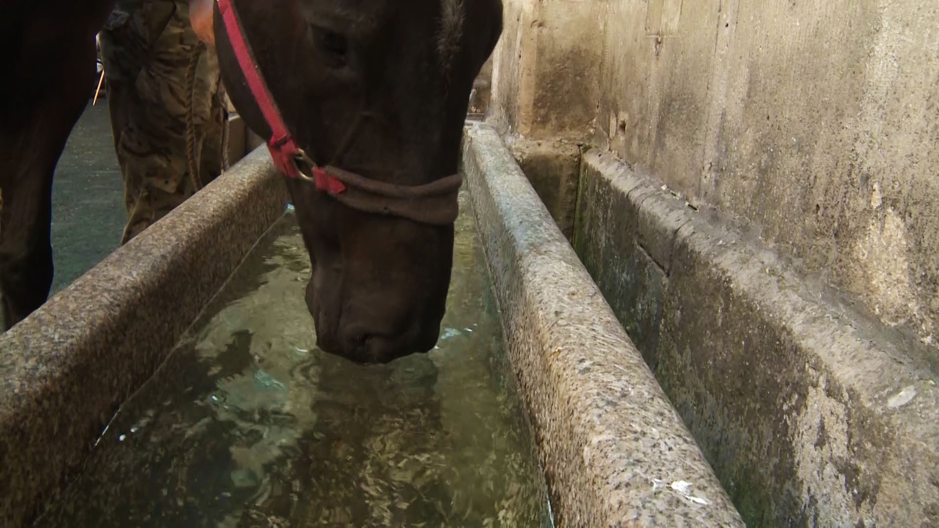 The extreme heat also made it difficult for horses to keep cool. 