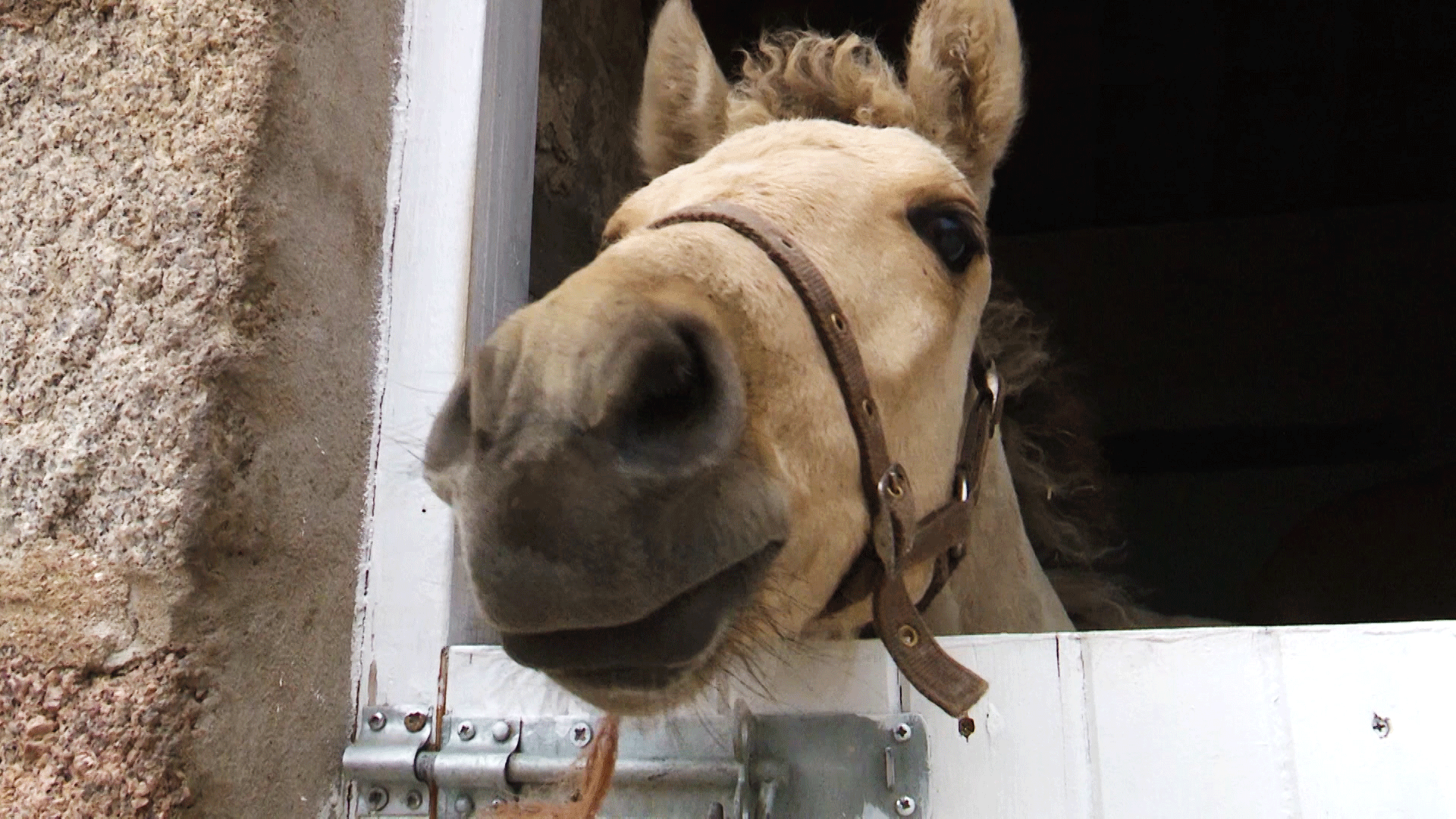 Horse-Nose-Horseback-UK-BFBS