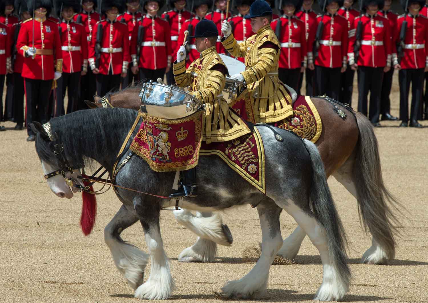 Two Drumhorses from the Band of the Household Cavalry