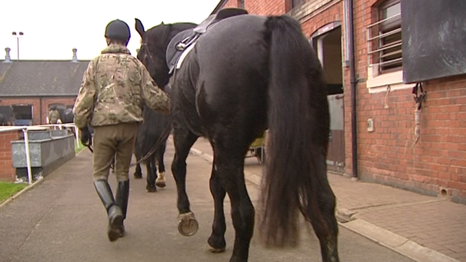 Army Horses Defence Animal Centre