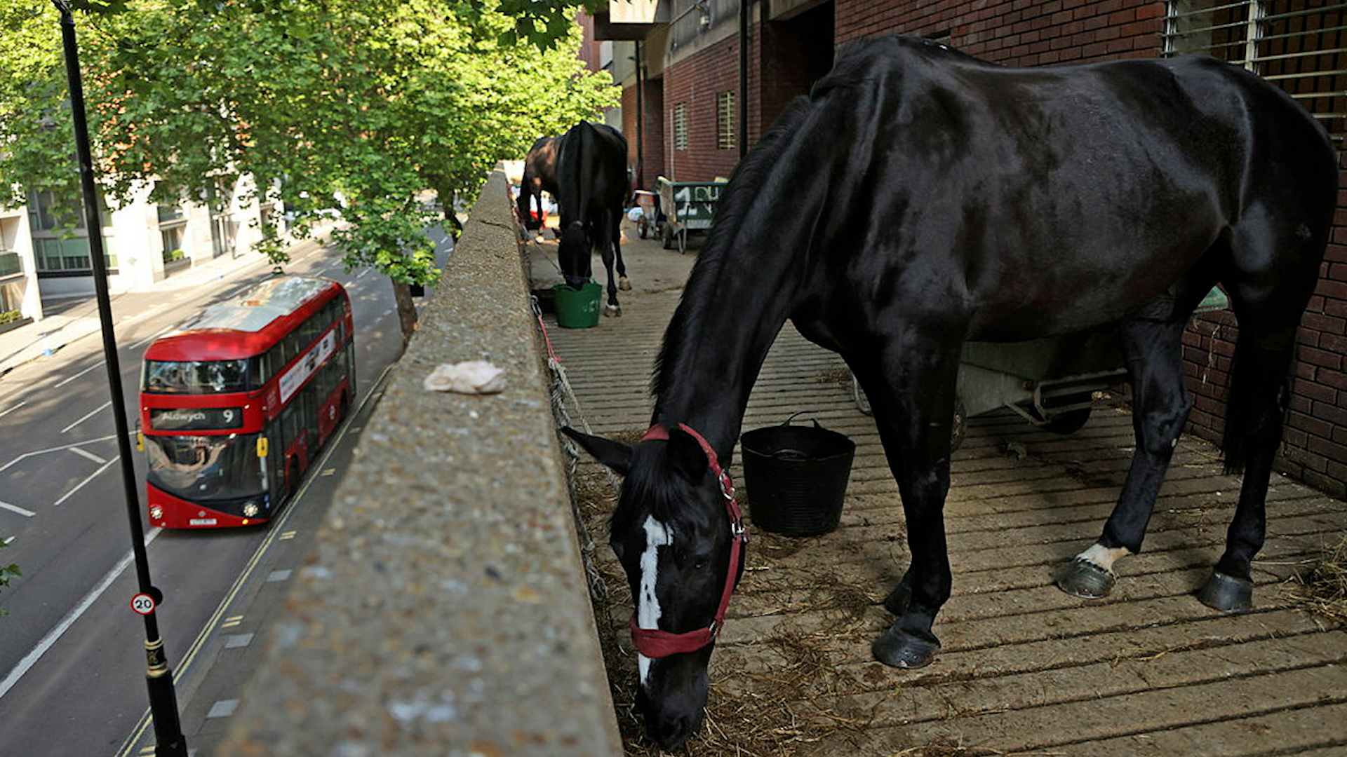 Horses Hyde Park Barracks Early morning preperation for Trooping The Colour 020622 CREDIT MOD