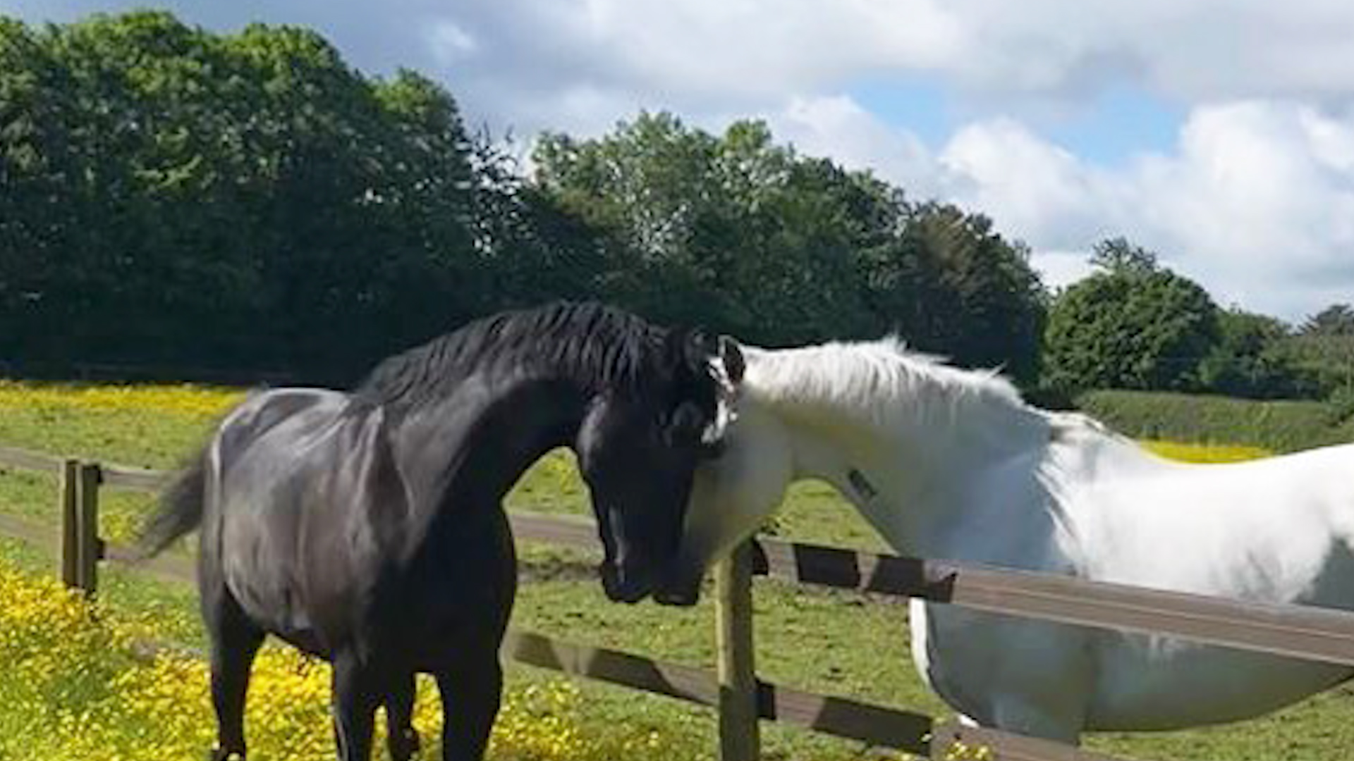 Horses Quaker and Vida were pictured in good spirits in the countryside after recovering from their injuries