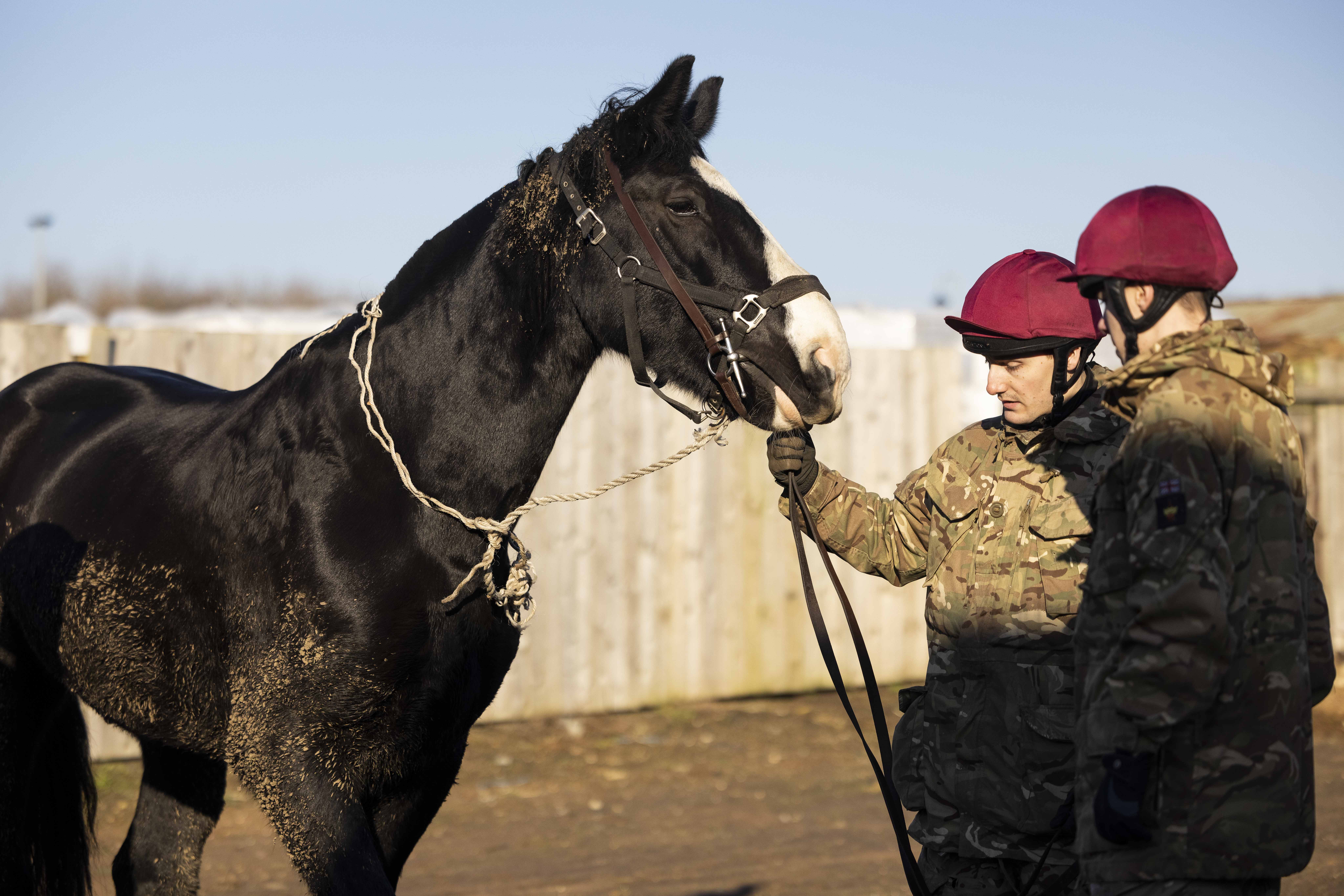 Horses are prepared for their return to the stabe CREDIT MOD