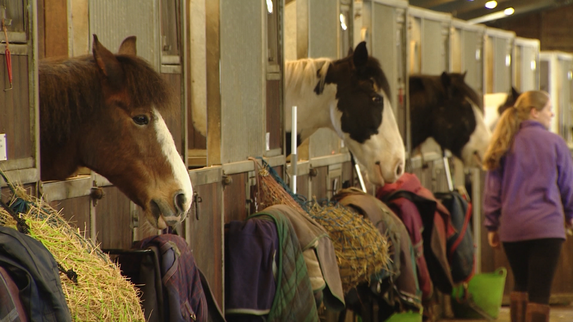 Horses at the Merrist Wood College 250319 CREDIT BFBS.jpg