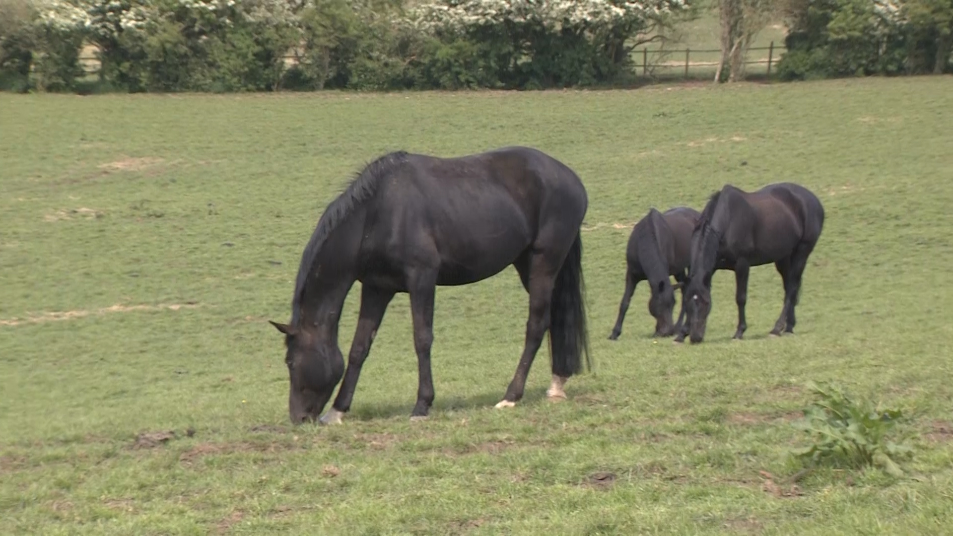 180 acres of the base has been put aside as grazing land to help cope with the increase in the number of horses.
