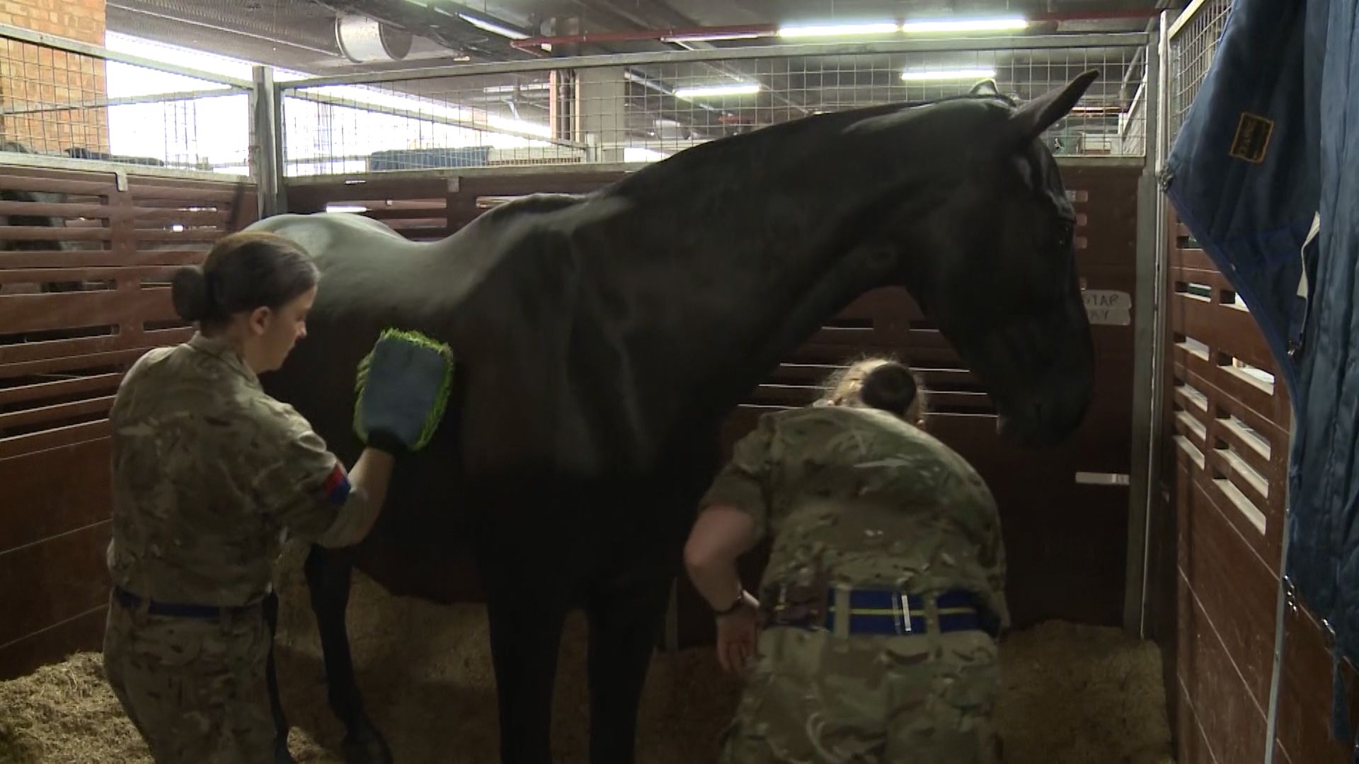 Horses are prepared for CHOGM ceremony