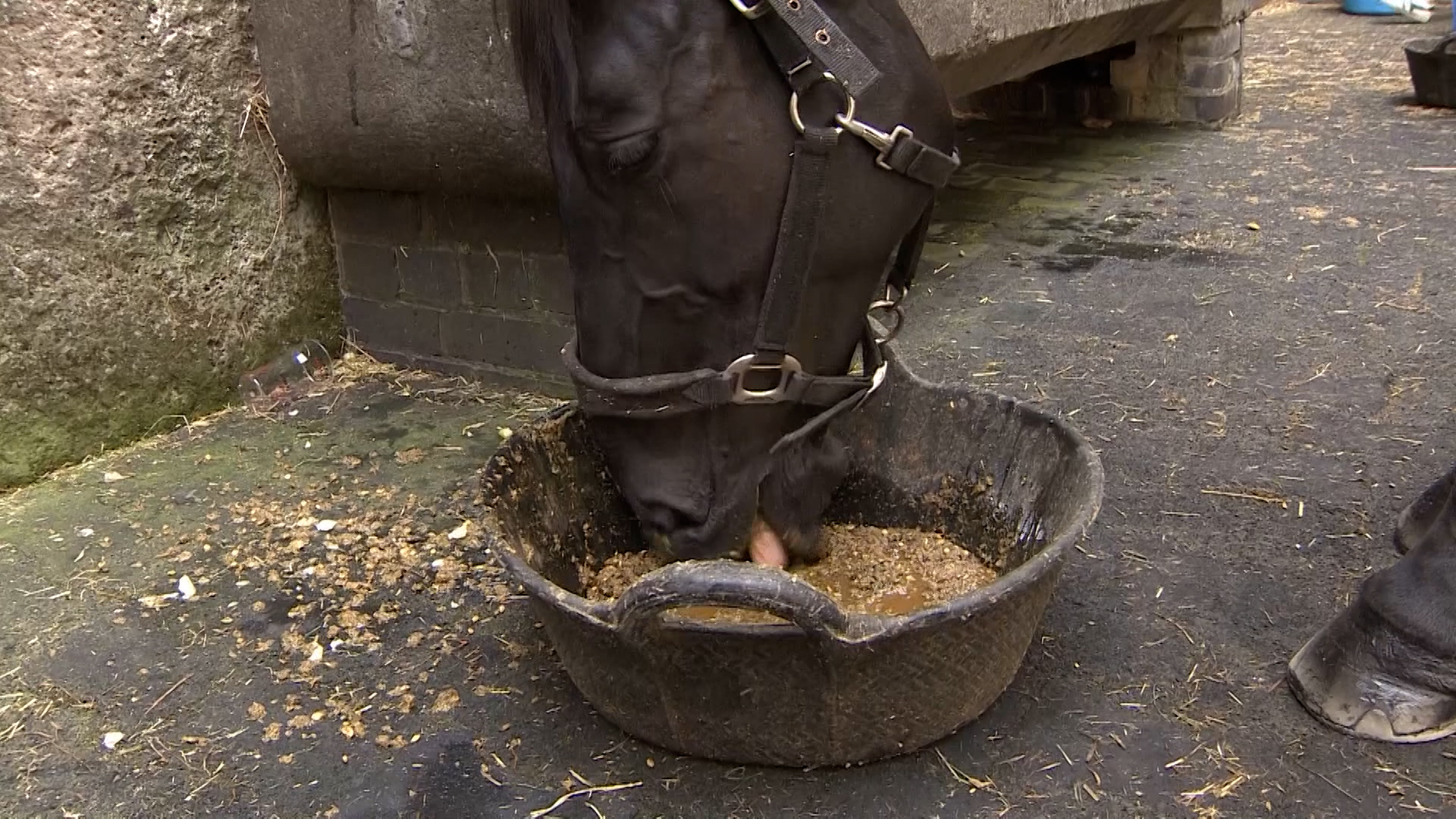 Household Cavalry Mounted Regiment horse recovery mash contains electrolytes to replace minerals lost due to sweating