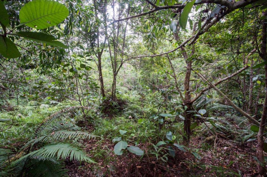 Camouflaged British Army soldiers in jungle