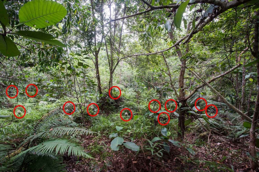 Household Cavalry Jungle Training In Brunei