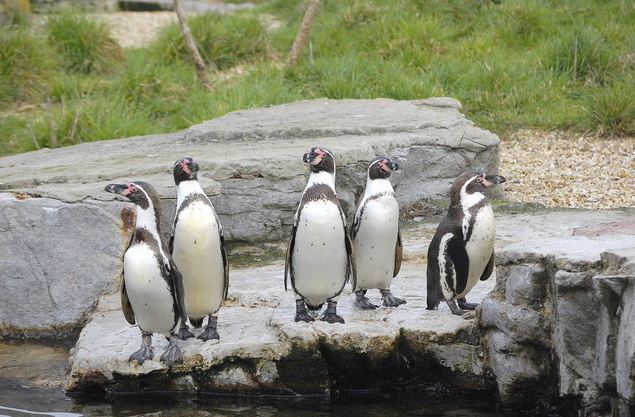 Humboldt penguins Chester Zoo