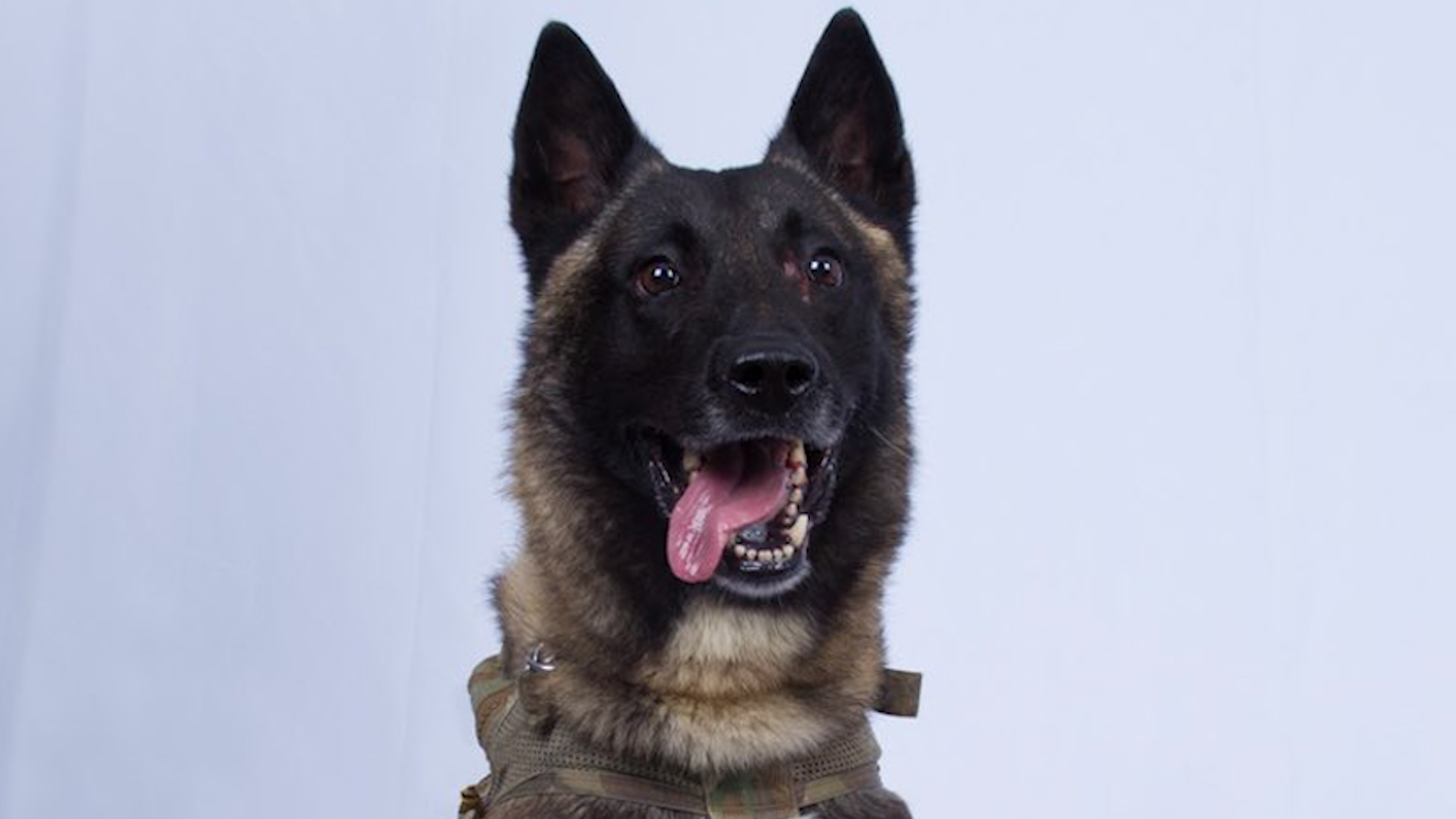 Hunting dog which assisted in operation to take out Abu Bakr al Baghdadi.