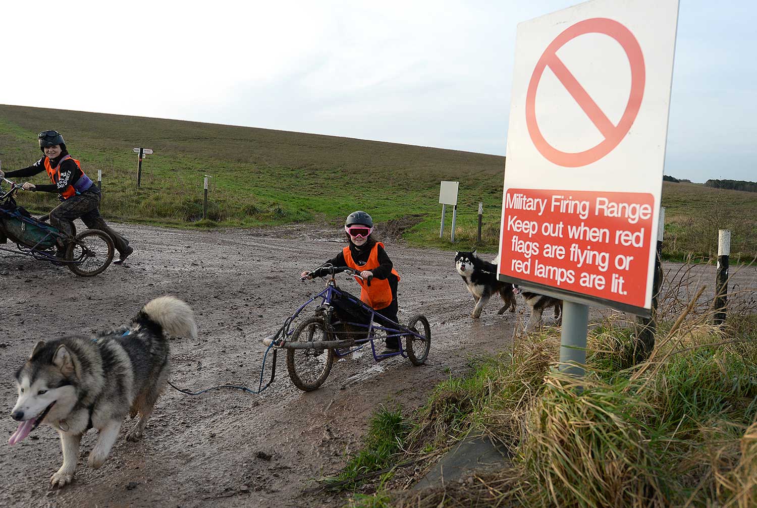 Alaskan Malamute Working Association On Salisbury Plain Alaskan Malamute Working Association On Salisbury Plain