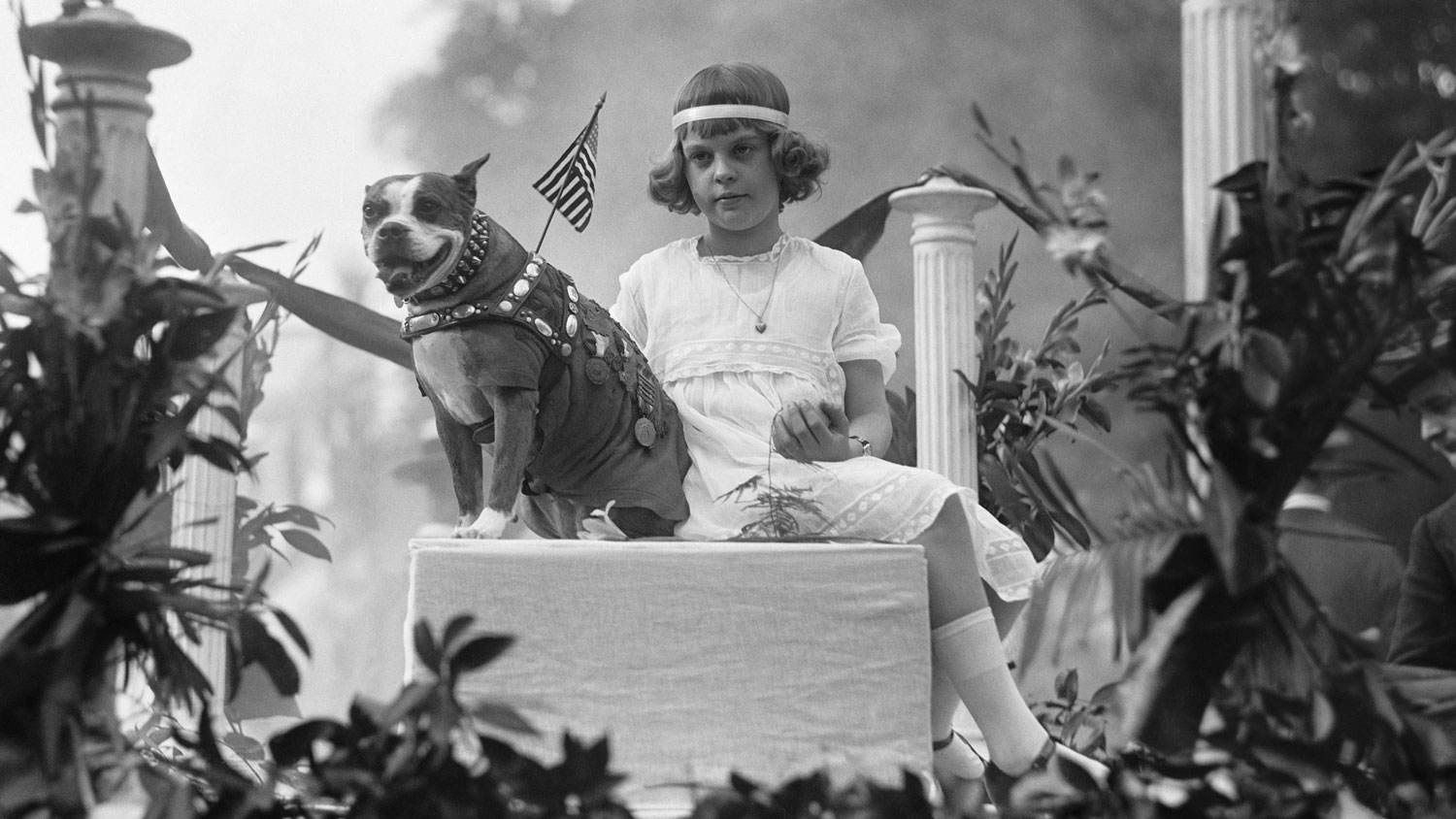 Image ID FG42GK Sergeant Stubby, the most decorated war dog of the First World War, riding on a parade float with Louise Johnson in Washington DC in May 1921 CREDIT GRANGER - Historical Picture Archive Alamy Stock Photo EXP 231124