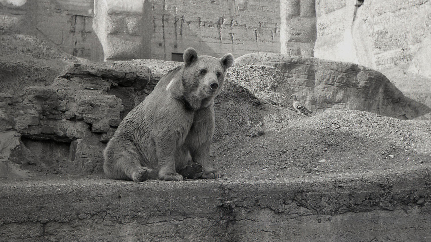 Image ID RT9N90 Syrian brown bear Wojtek pictured sitting in his hillside enclosure at Edinburgh Zoo, Scotland after serving with the Polish Army during WW2 CREDIT Allan Cash Picture Library Alamy Stock Photo EXP 231124