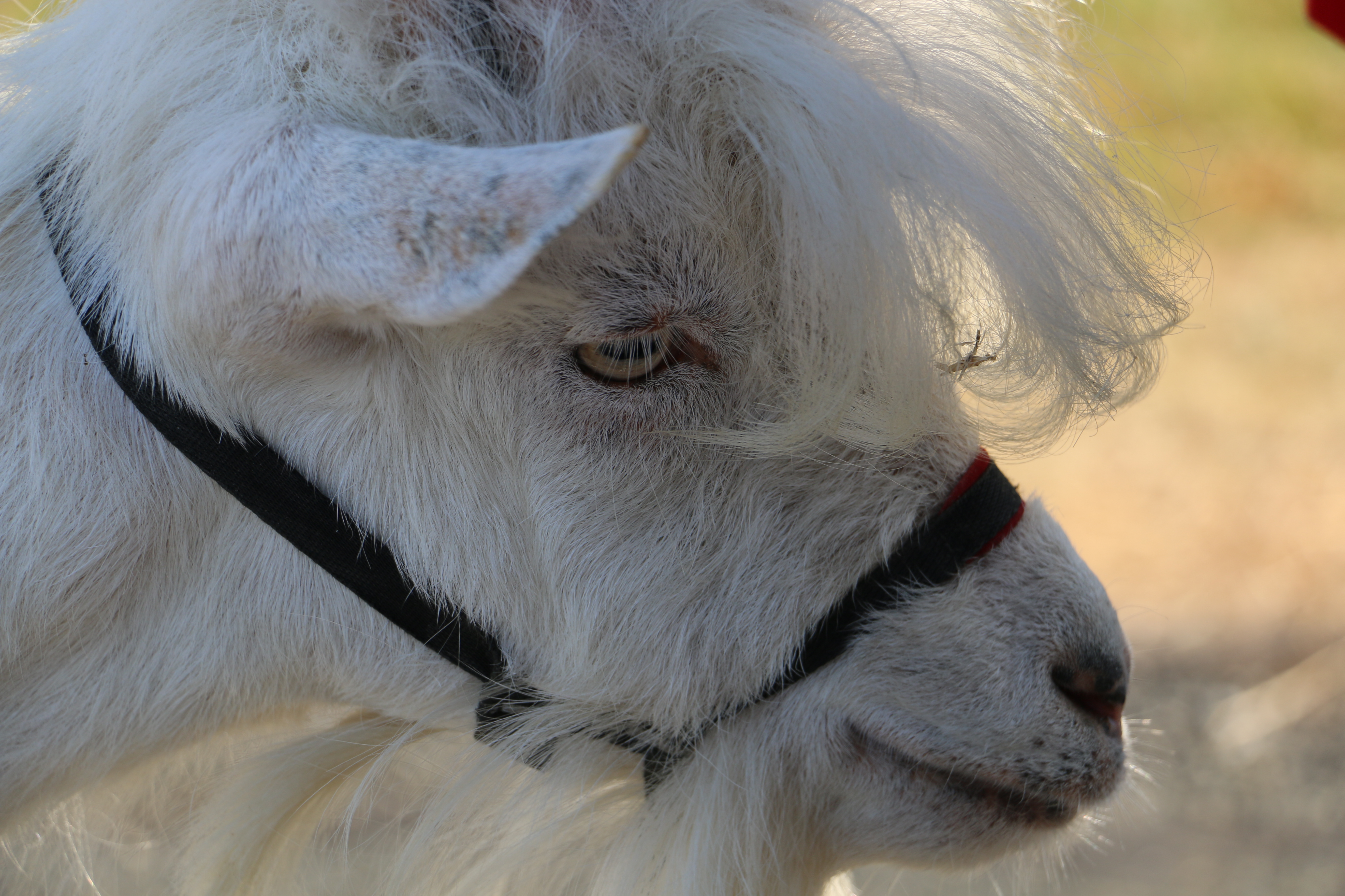 Shenkin IV The Goat