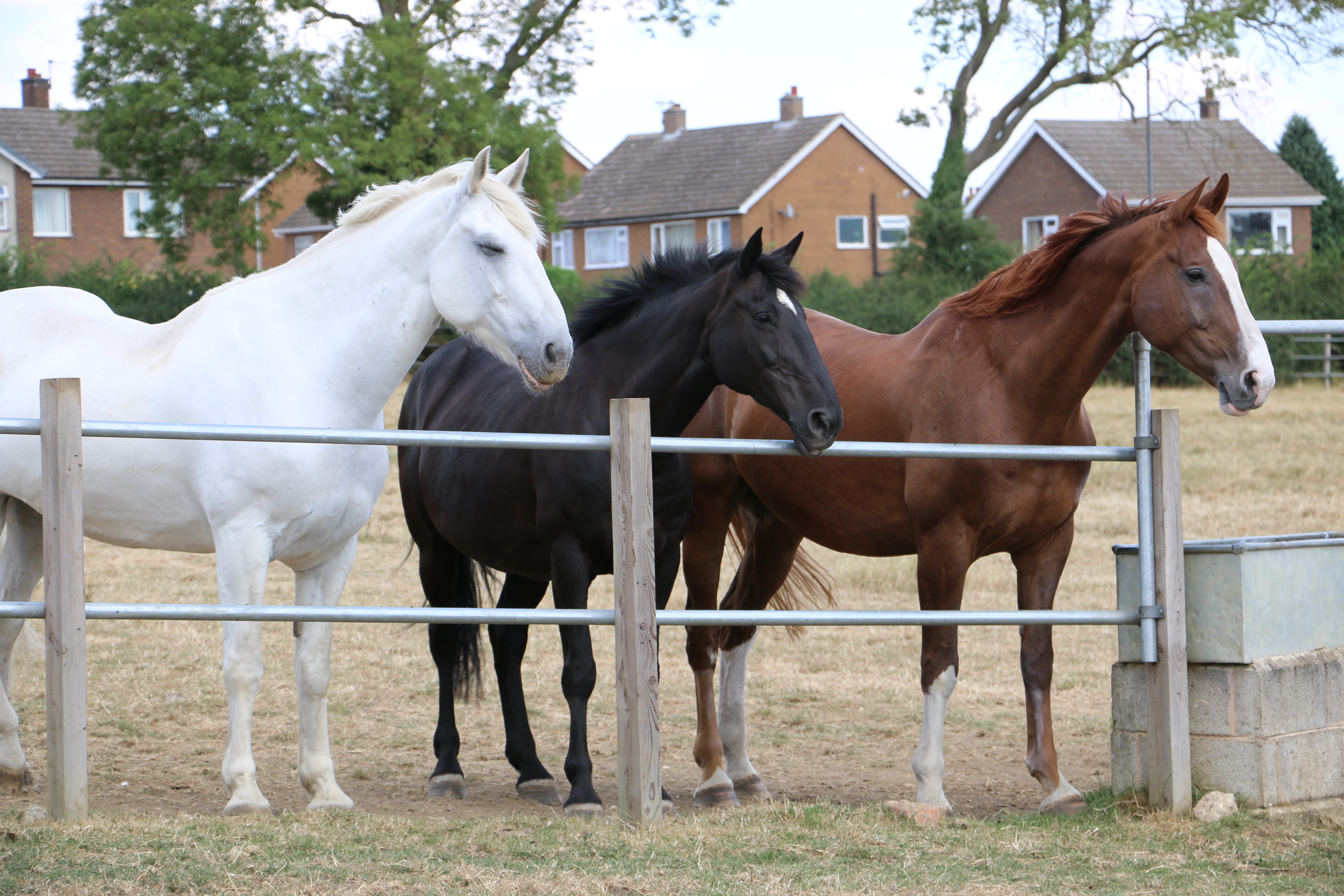 Horse