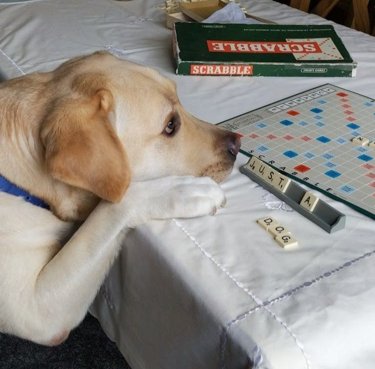 #NotJustADog. Credit Richard Mearns
