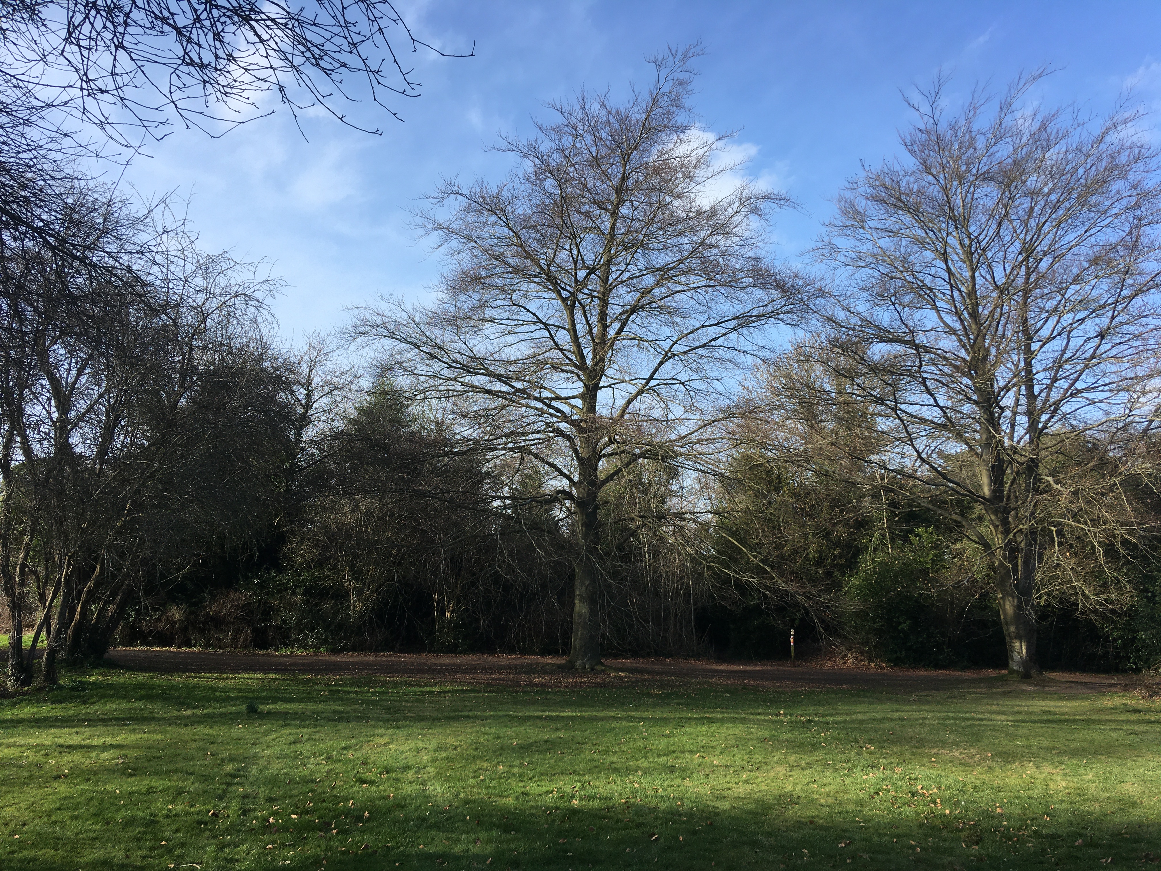 First World War memorial trees in Tylers Green in Buckinghamshire