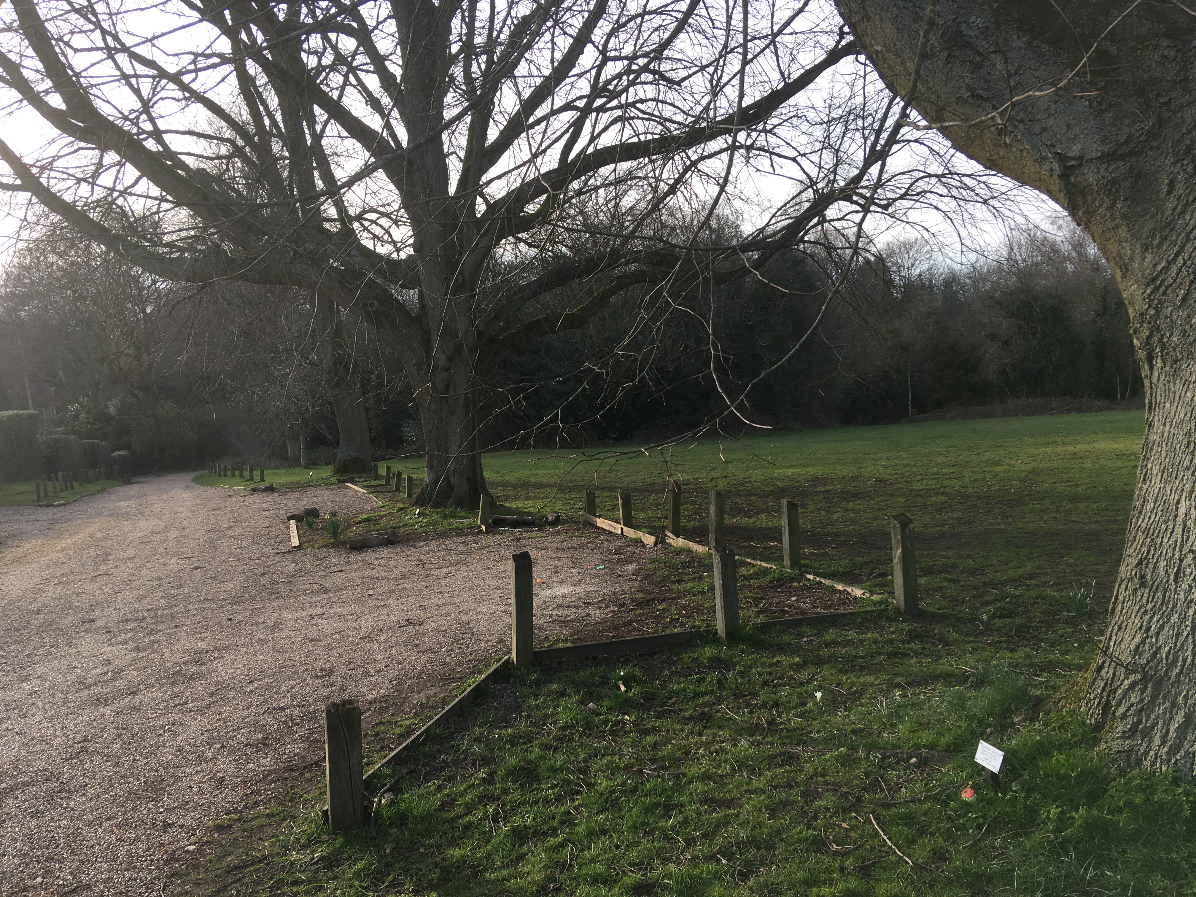 memorial trees for First World War soldiers in Tylers Green