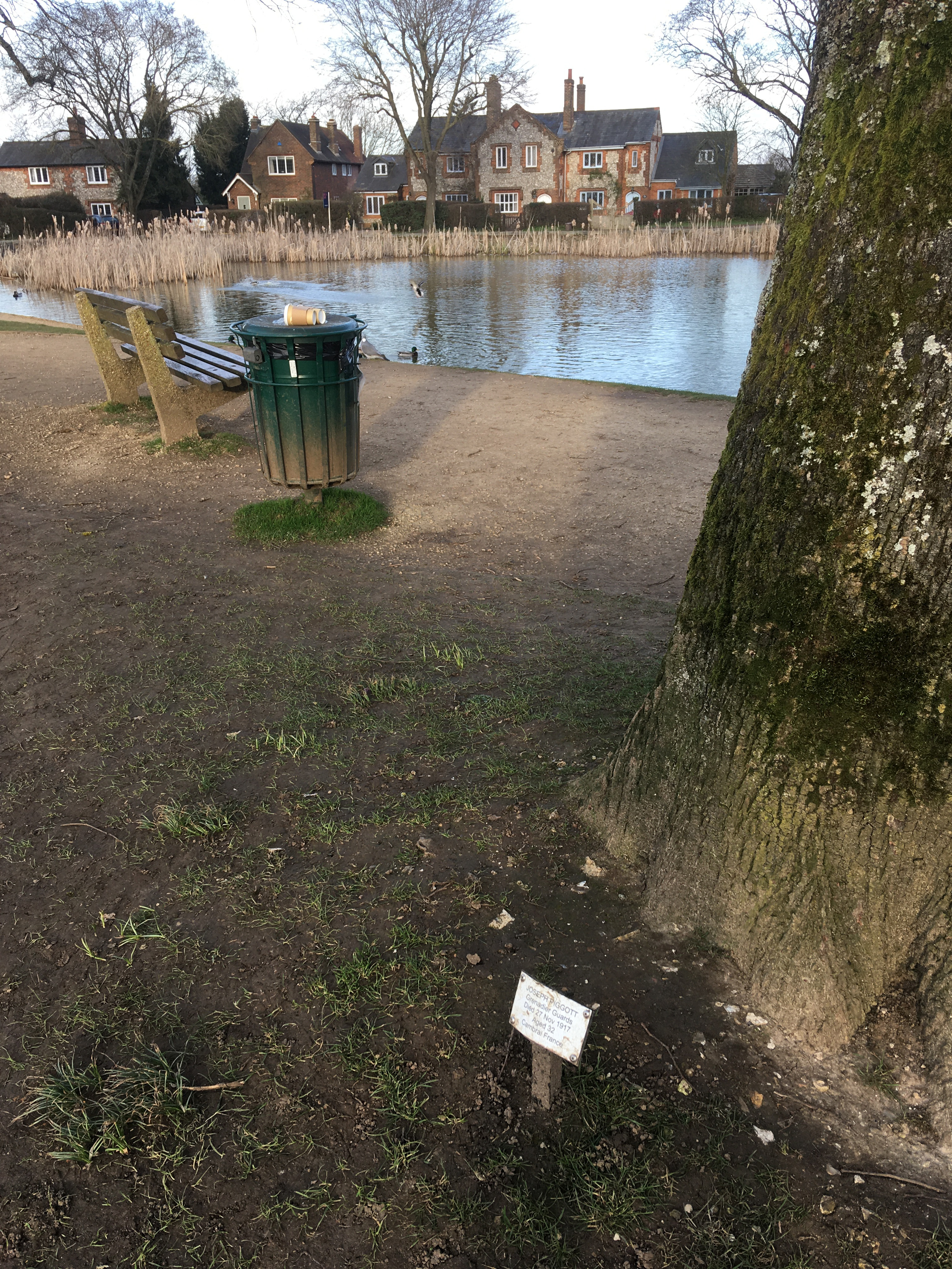 Tylers Green First World War memorial tree in front of Widmer Pond
