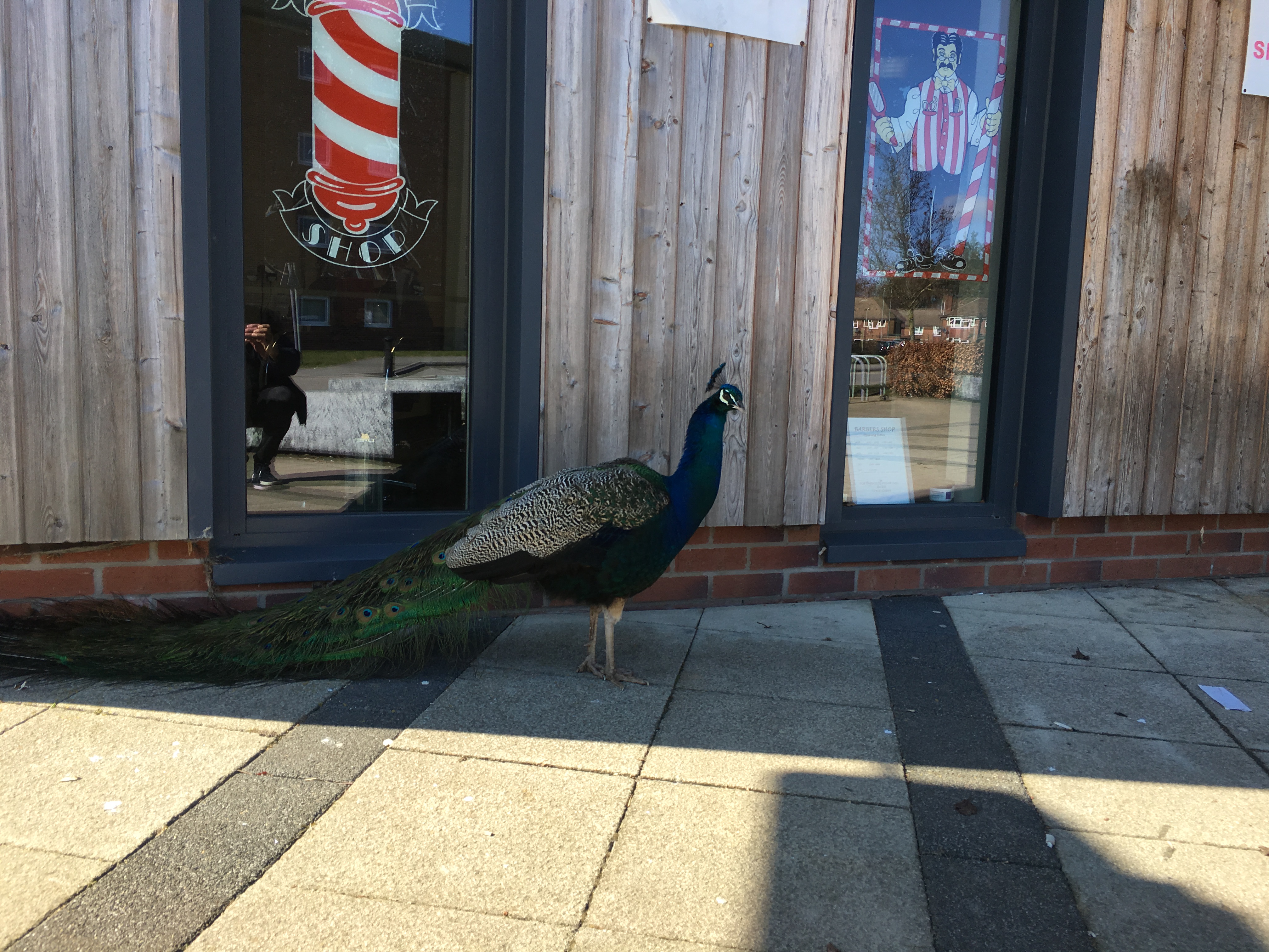 Peacock outside the Richmond Centre
