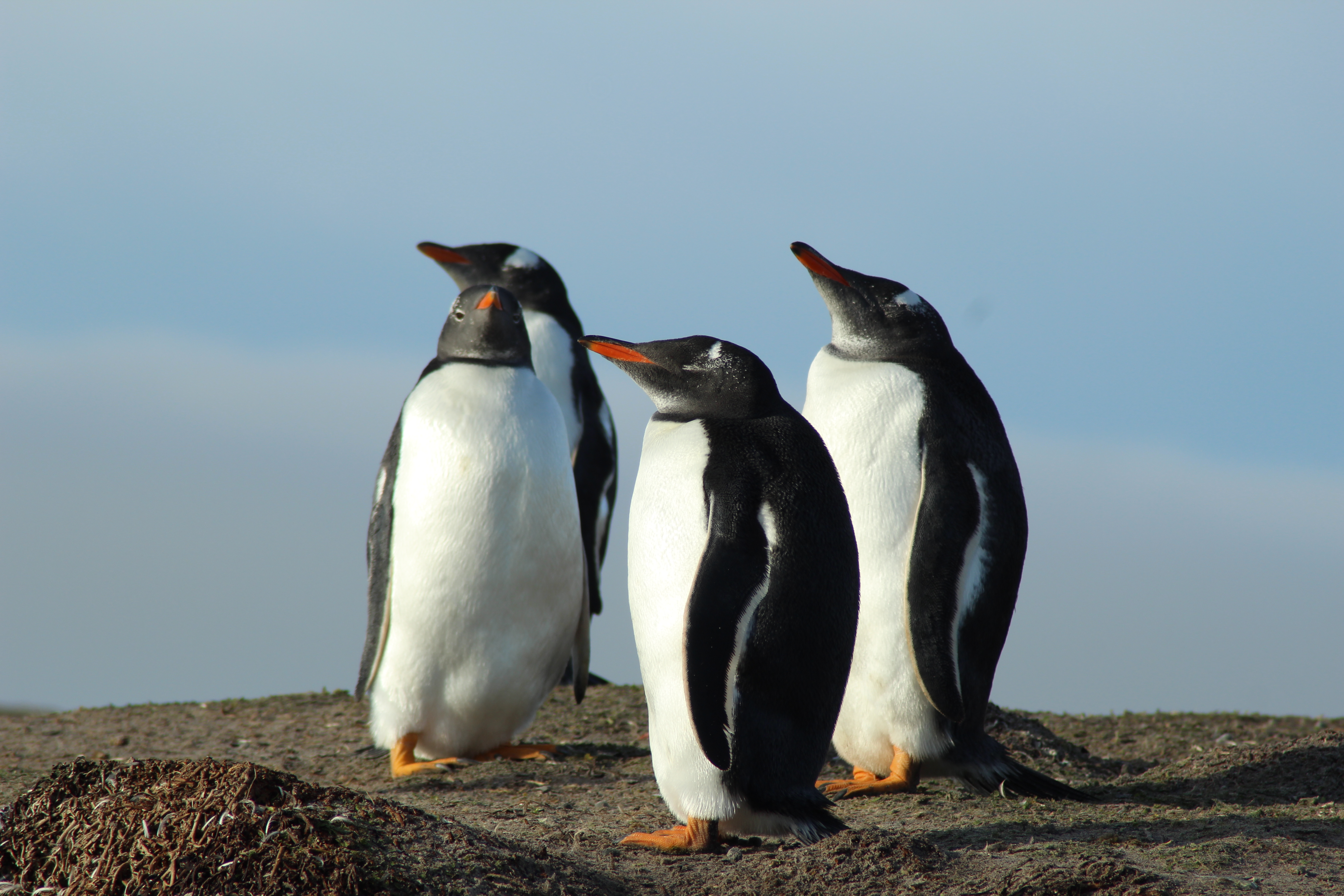 Falklands Penguins