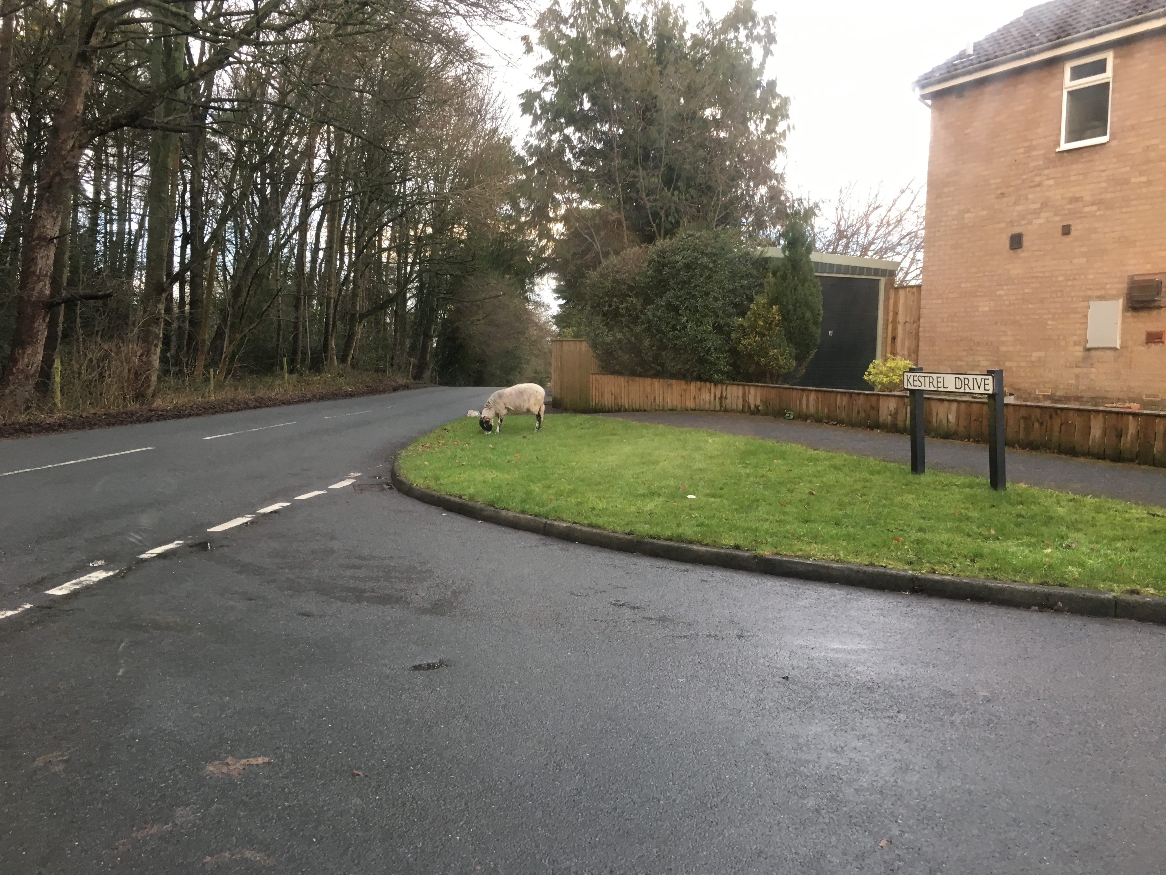 Sheep in Scotton