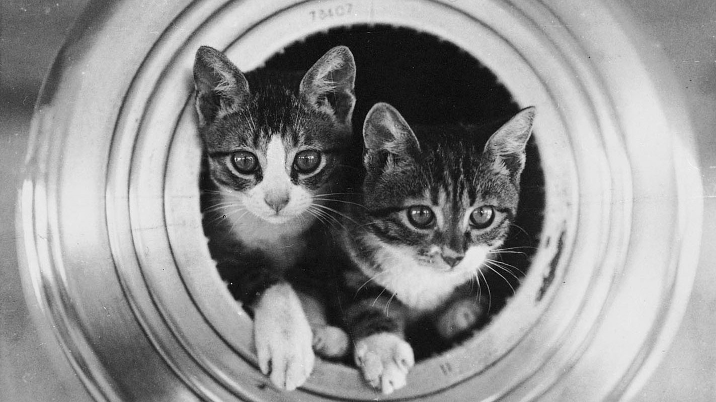 Image ID D515E3 ship's cats HMS Hawkins NO REUSE CREDIT Atomic Alamy Stock Photo