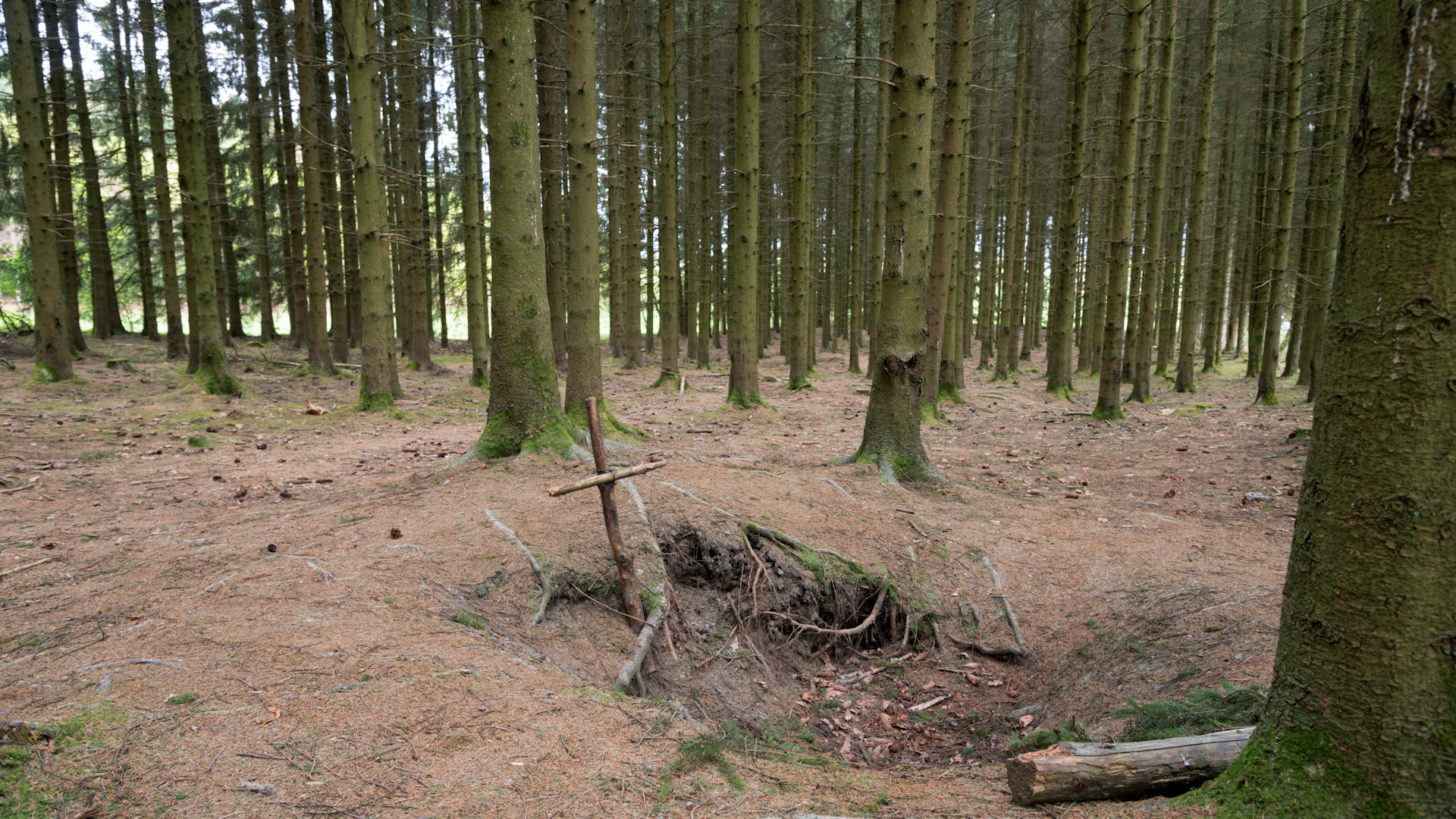 Image ID MW33P8 Bois Jacques foxholes in the Ardennes forest near Foy Belgium NO REUSE CREDIT ALAMY