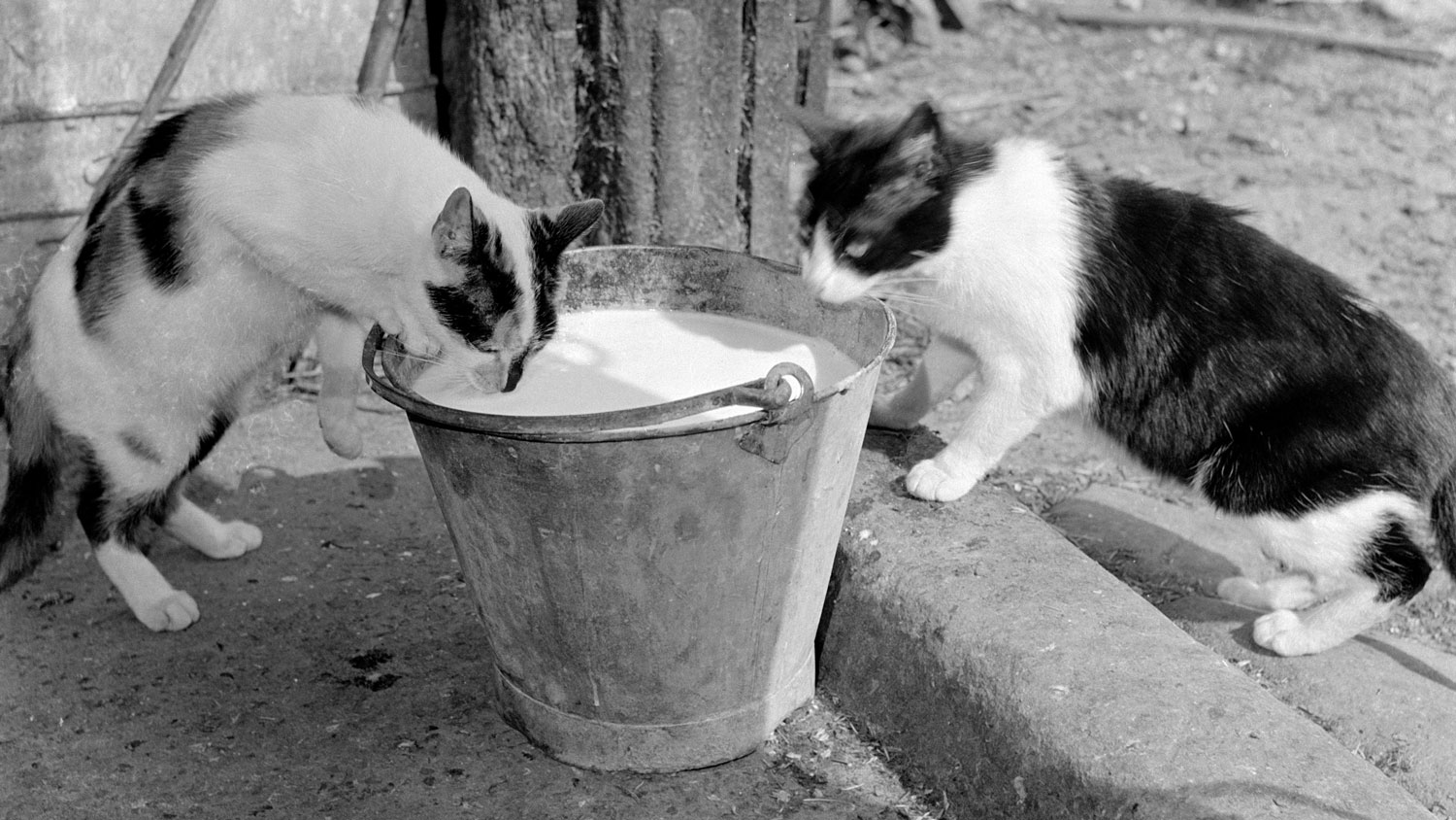 Image ID MPW2DG Two cats drinking from a pail of milk, Hertfordshire, 1950s to the 1960s Artist John Gay CREDIT Heritage Image Partnership Ltd Alamy Stock Photo EXP 231124