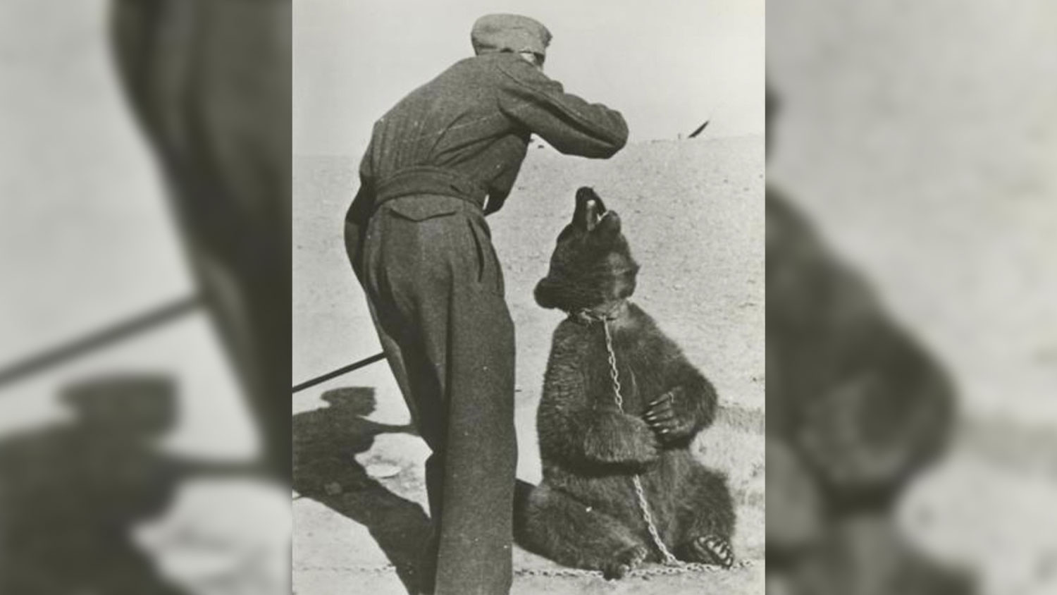 Image ID MWNTDK a Polish soldier pictured in Iran with Wojtek the bear during WW2 ON A BACKGROUND CREDIT The Picture Art Collection Alamy Stock Photo 231124
