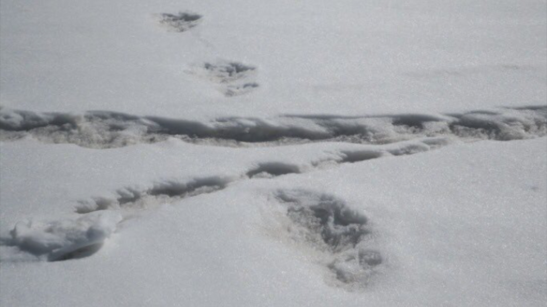 Indian Army Yeti footprint claims