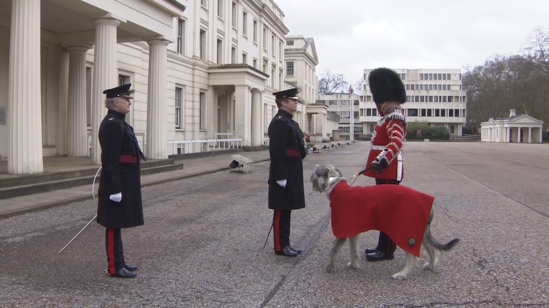 1st Battalion Irish Guards' new regimental mascot was presented with a traditional shamrock after taking part in his first official ceremony to mark St Patrick's Day.