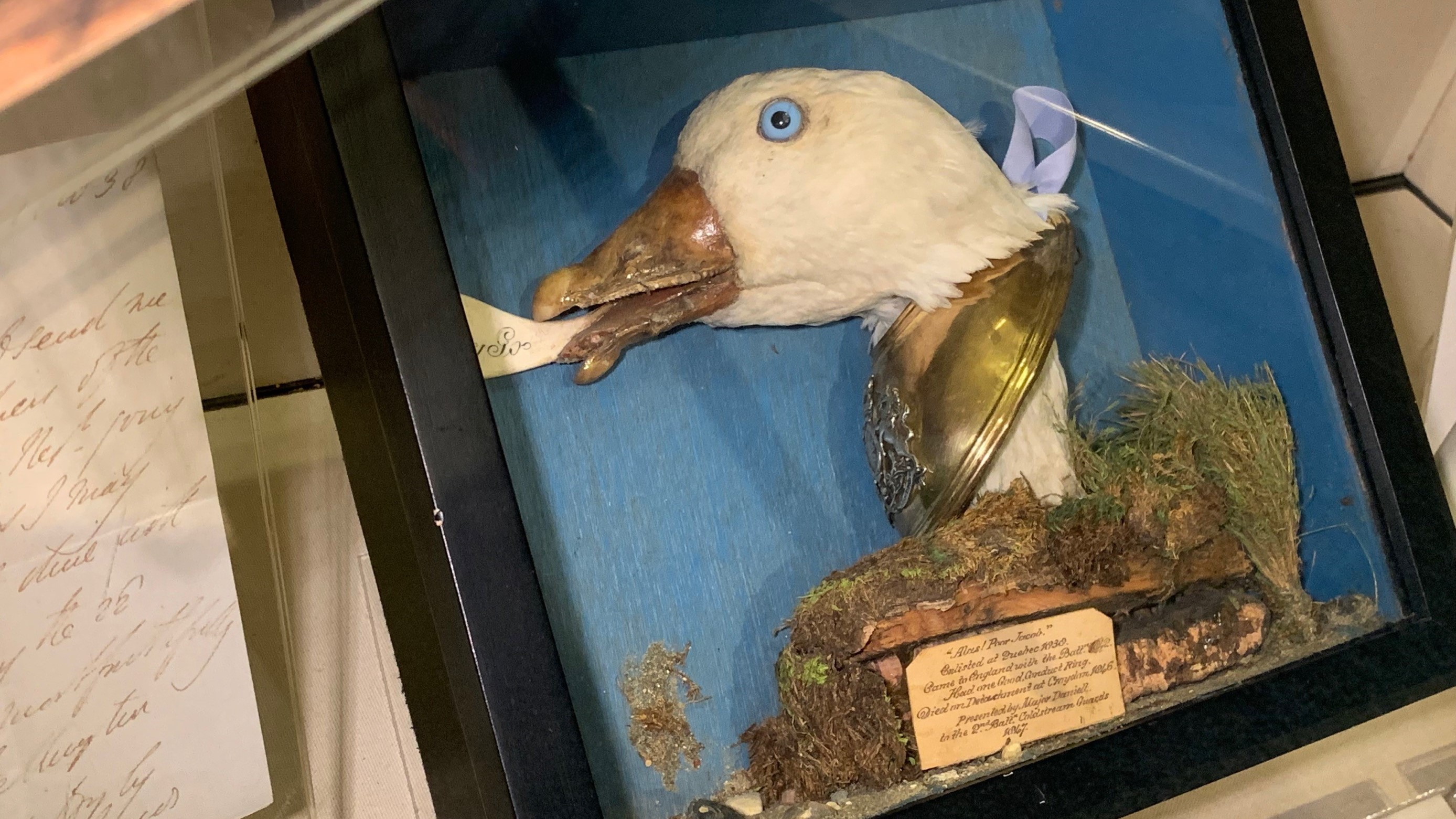 Jacob the Goose final DATE 21122022 CREDIT bfbs.png