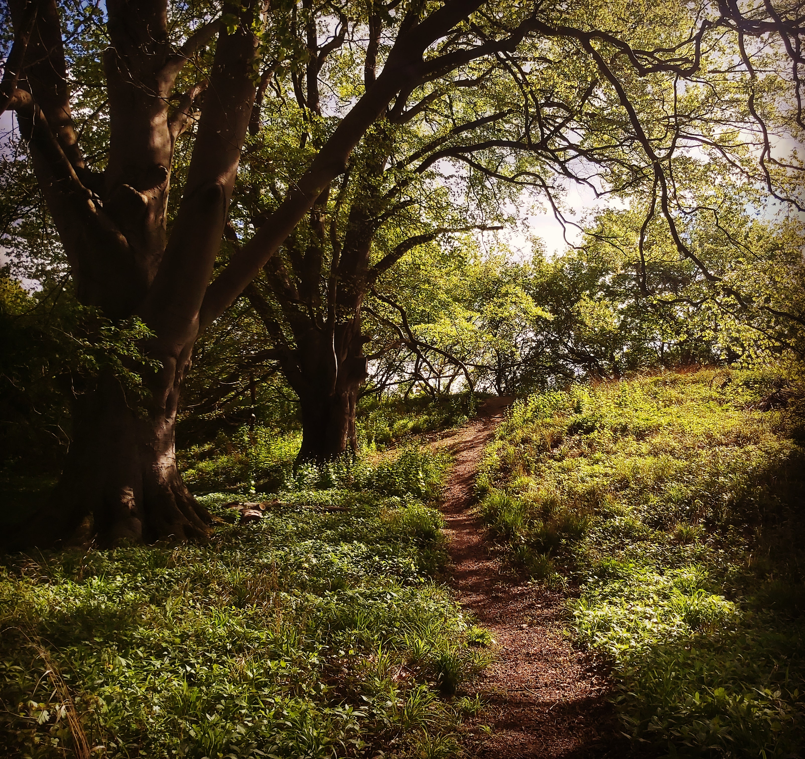 Jenna Hodgkinson Chosen Path.jpg
